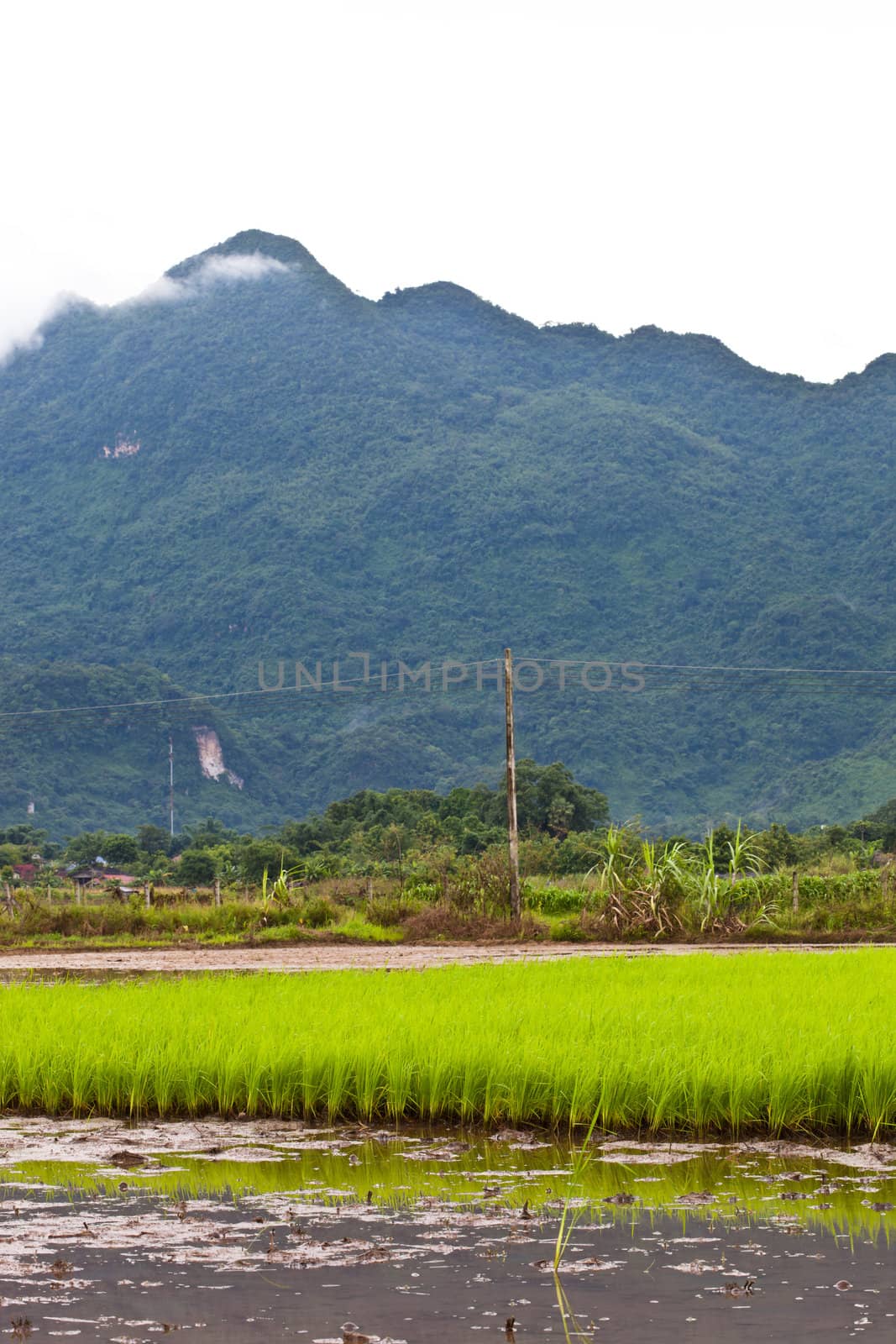 Rice paddies of northern Thailand