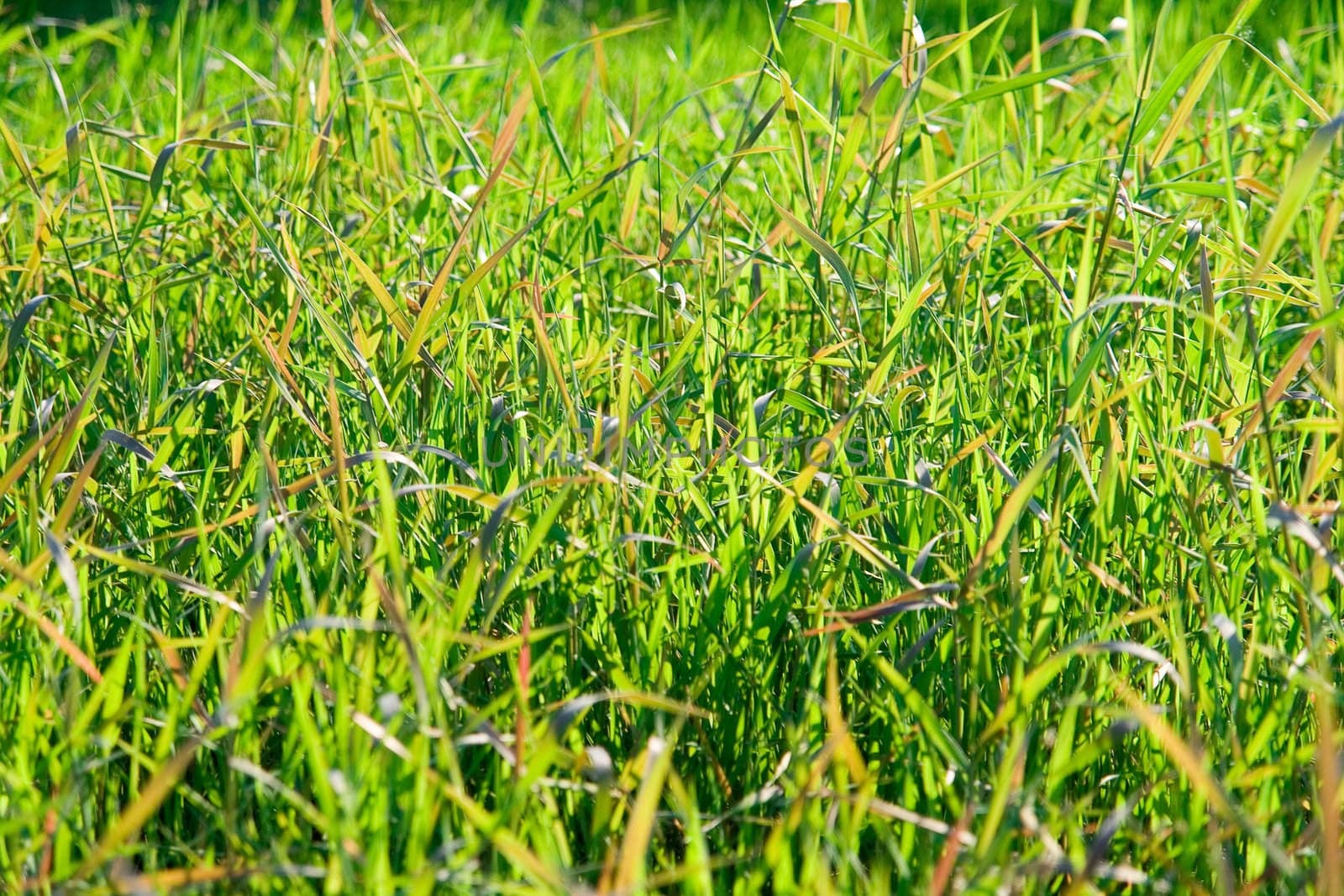 green grass on spring meadow