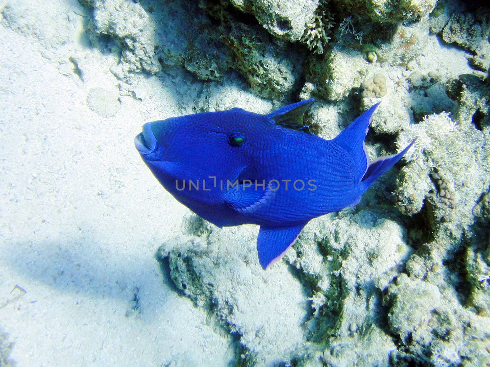 Big blue fish in Red sea, Sharm El Sheikh, Egypt