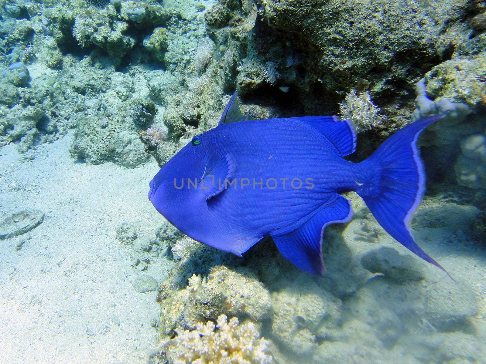 Big blue fish in Red sea, Sharm El Sheikh, Egypt
