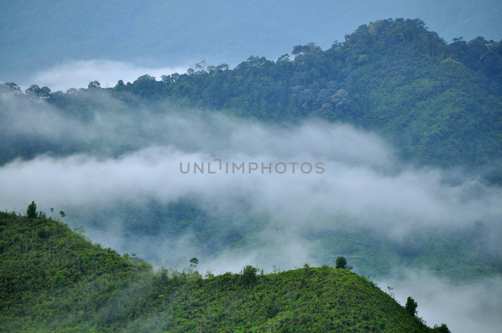 Summit view of green forest in misty morning.