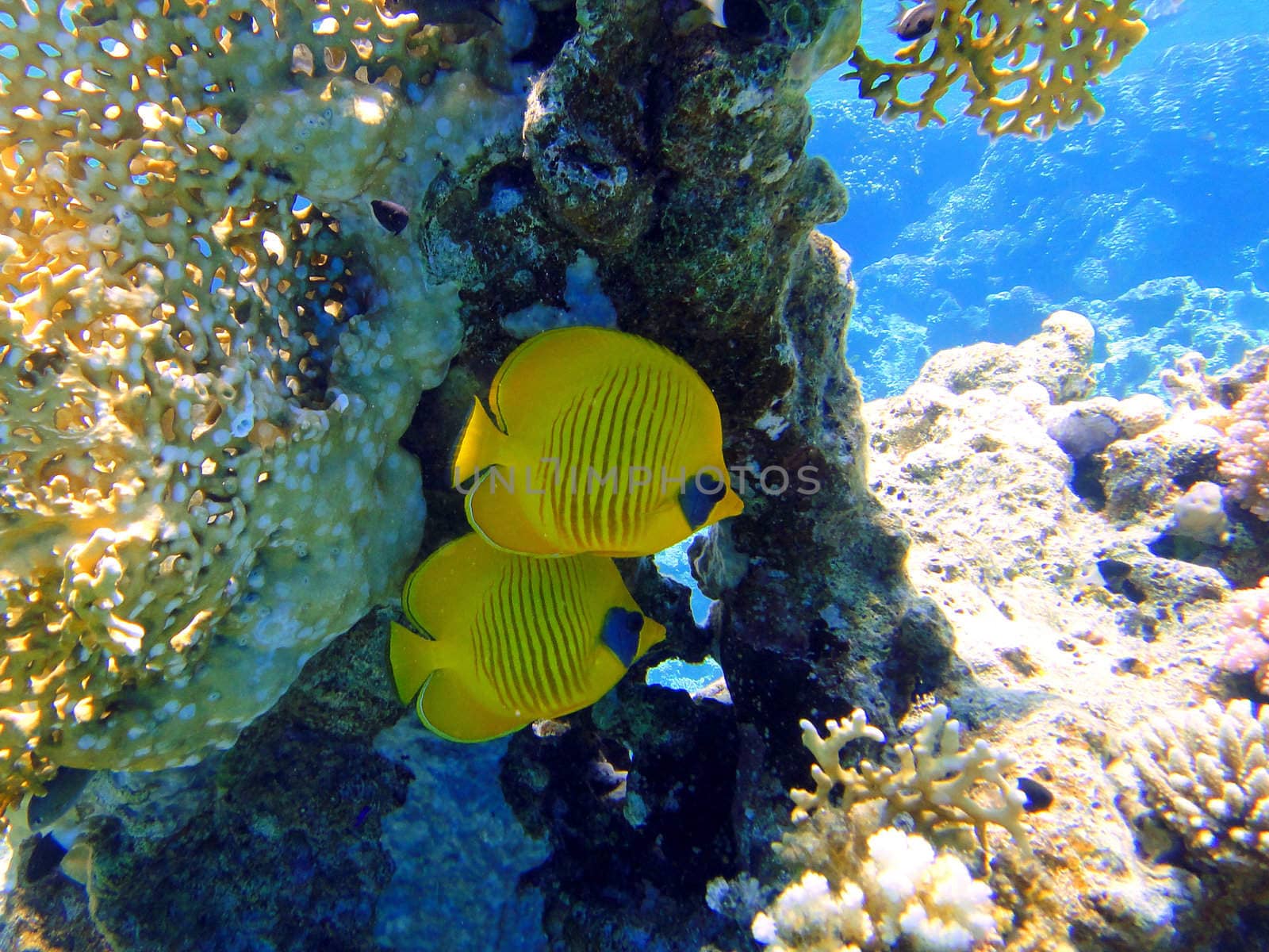 Two butterfly fishes by georg777