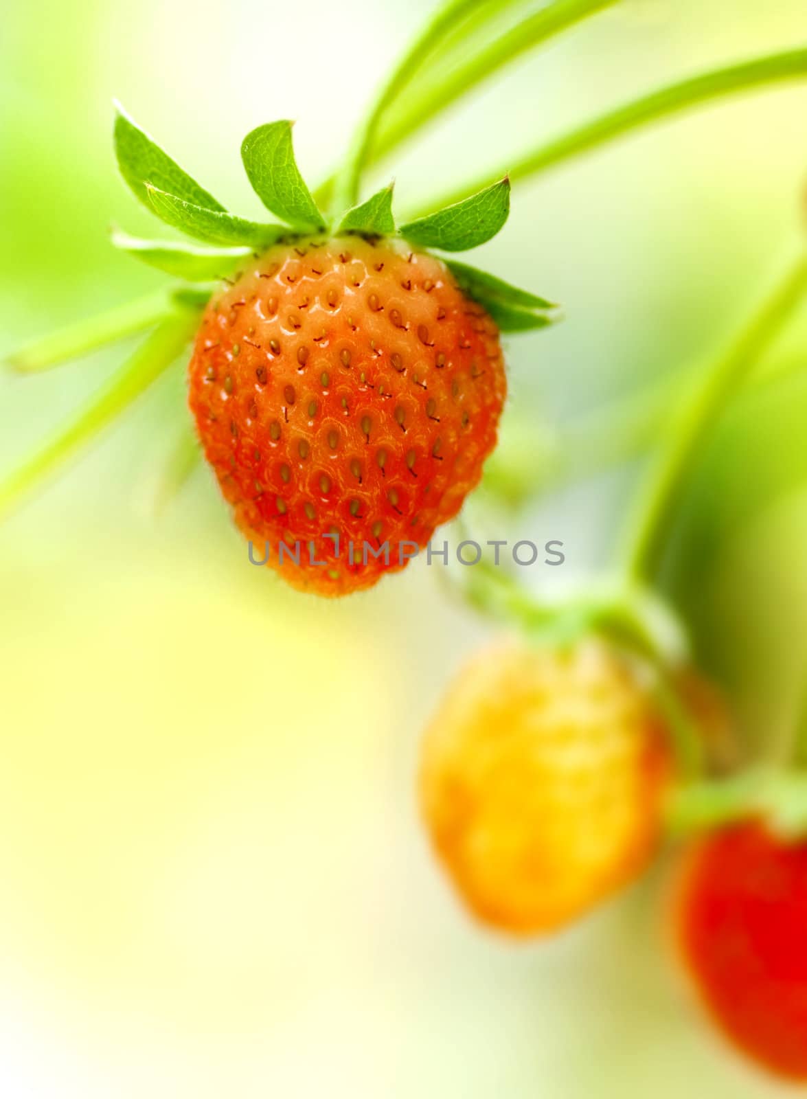 Strawberry fruits on the branch. by szefei
