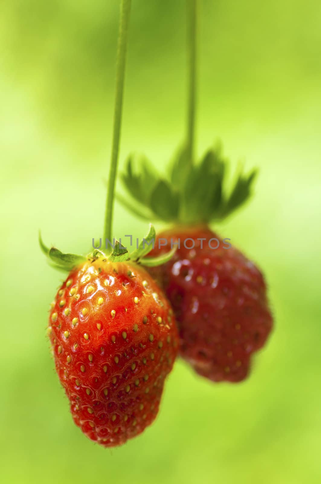 Strawberry fruits on the branch. by szefei