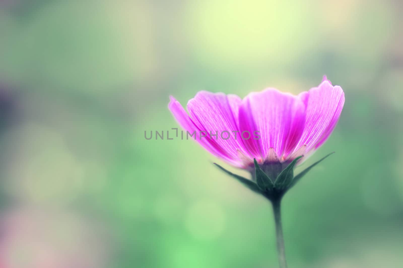Pink Cosmos flower in Garden.