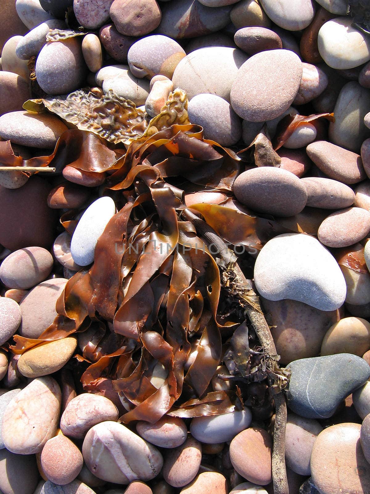 Dark Red Seaweed on Pebbles on a Devon Beach