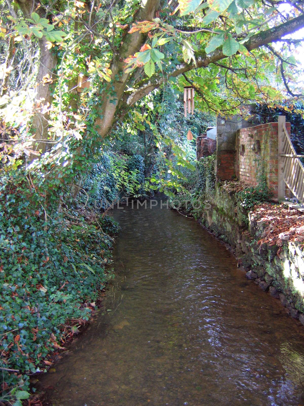 Small River Overgrown by Trees in Sunshine by green308