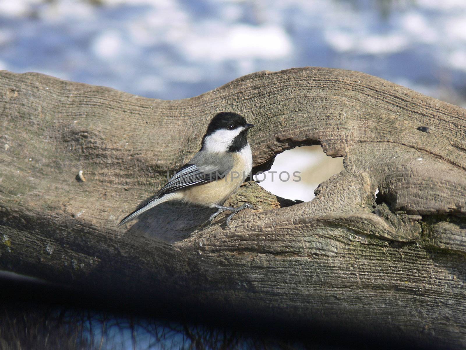 Black-capped Chickadee On Fence In Winter In Morning Sun