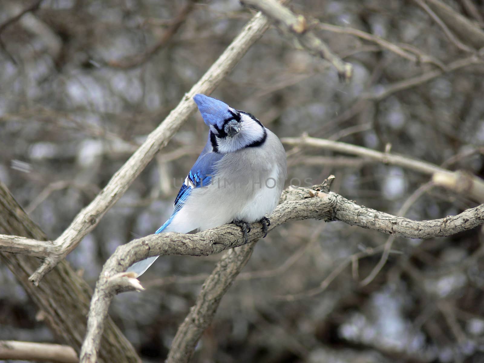 Bluejay Head Cocked Perched On Branch In Winter