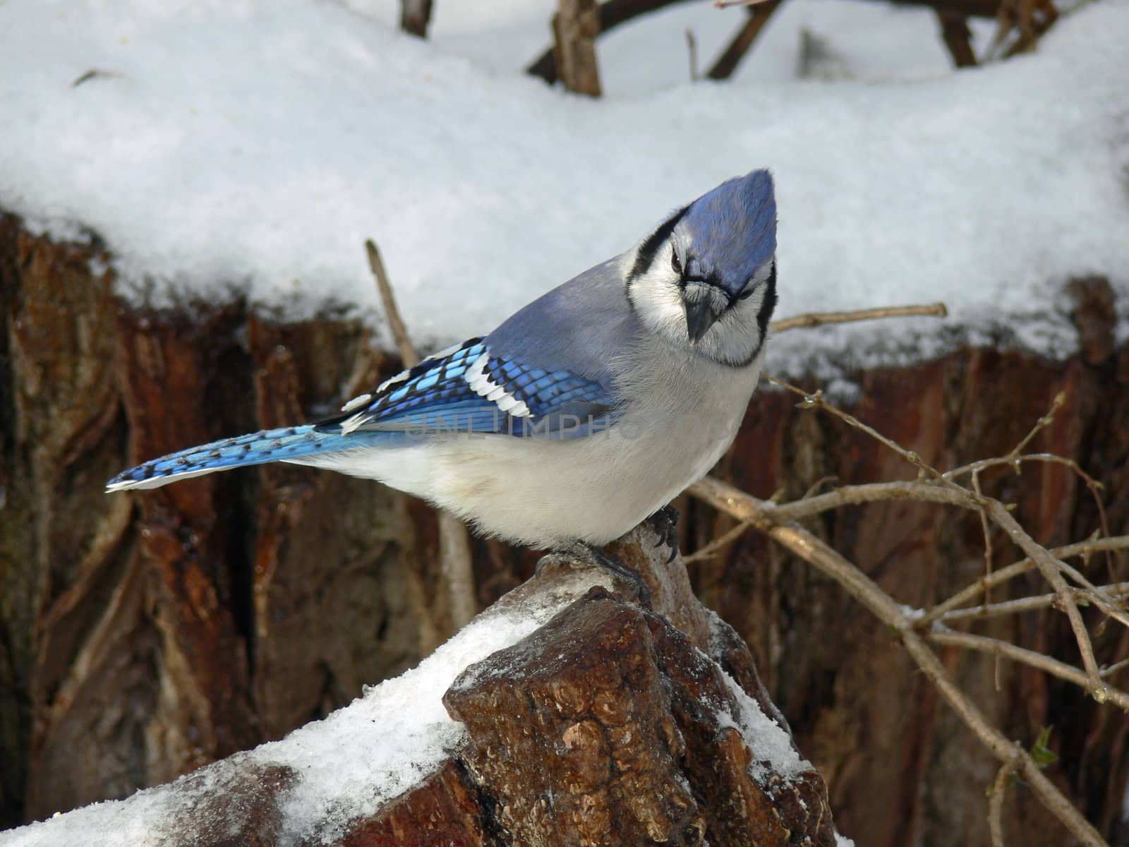 Bluejay Perched On Branch In Winter Background