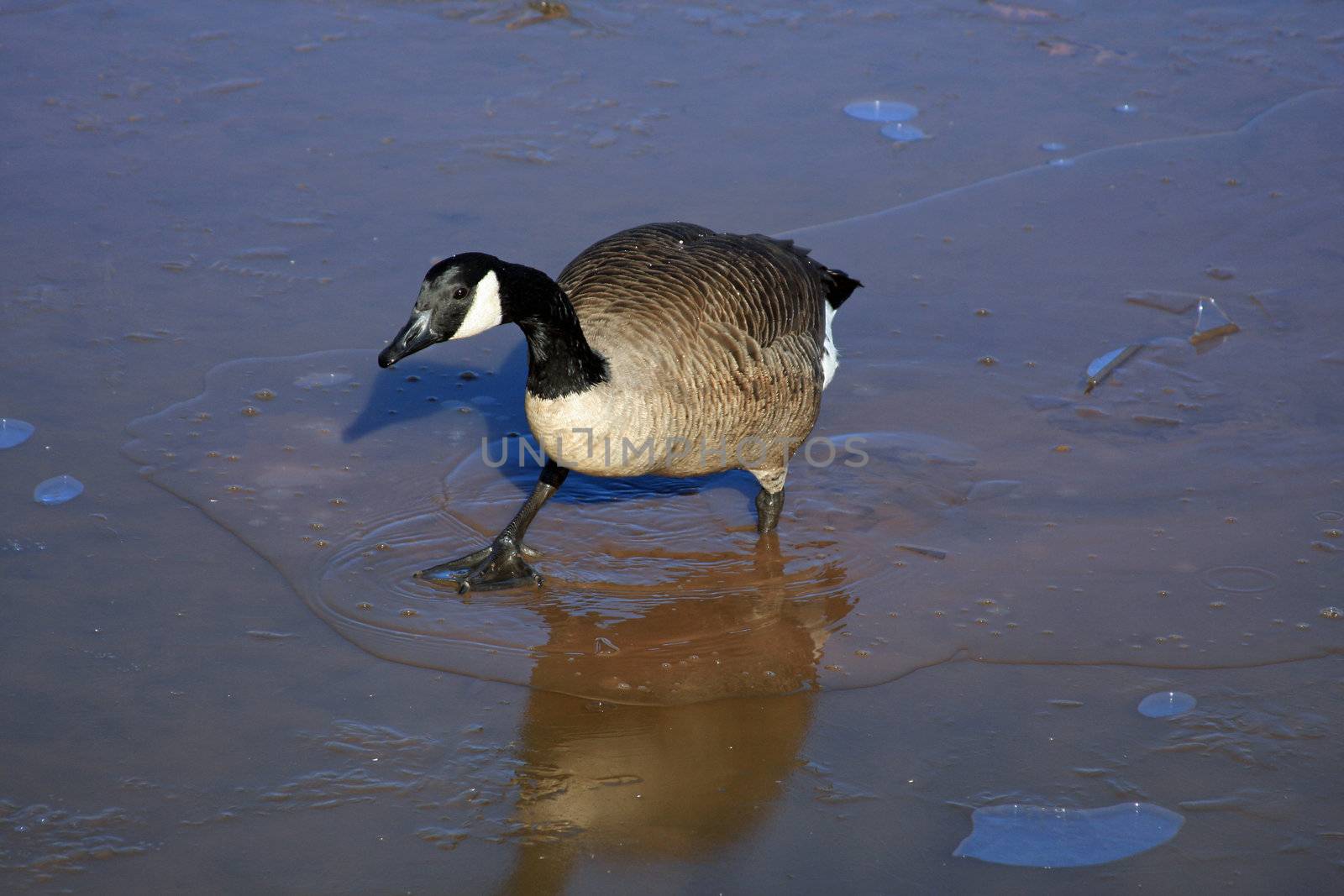 Canada Goose trying To walk On Thin Ice