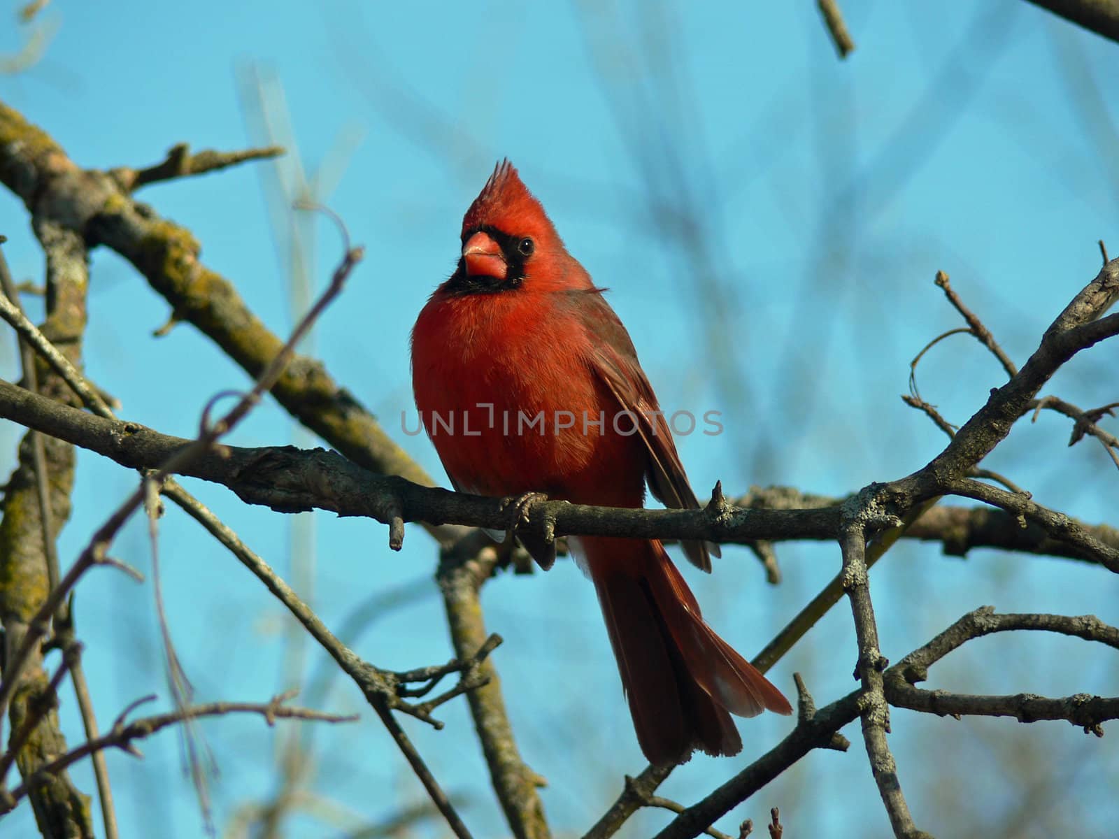 Cardinal Cardinalidae male In Winter
