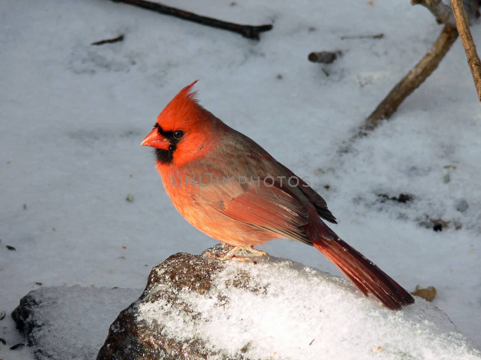 Cardinal Cardinalidae male In Winter