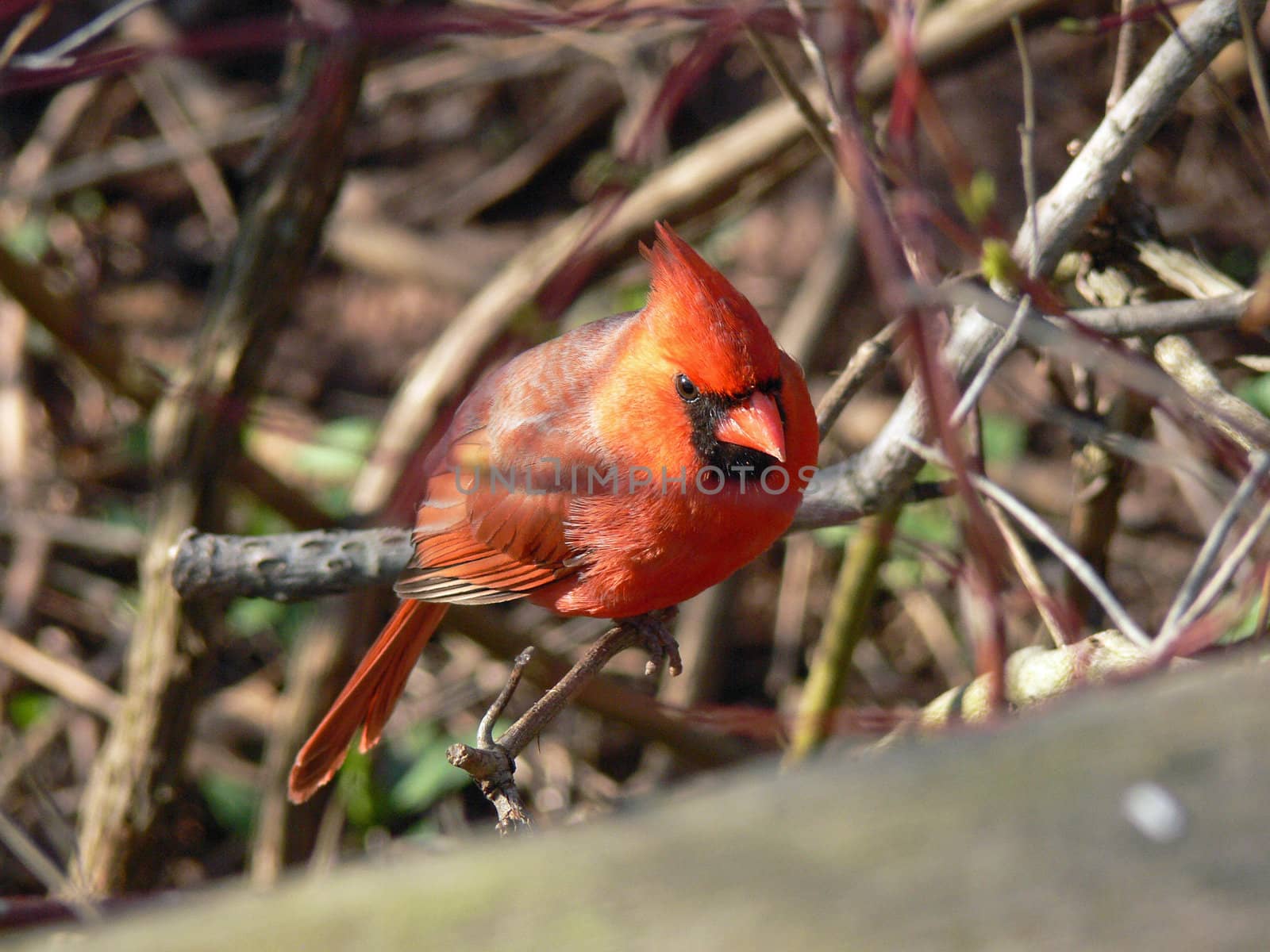 Cardinal Cardinalidae male In Winter