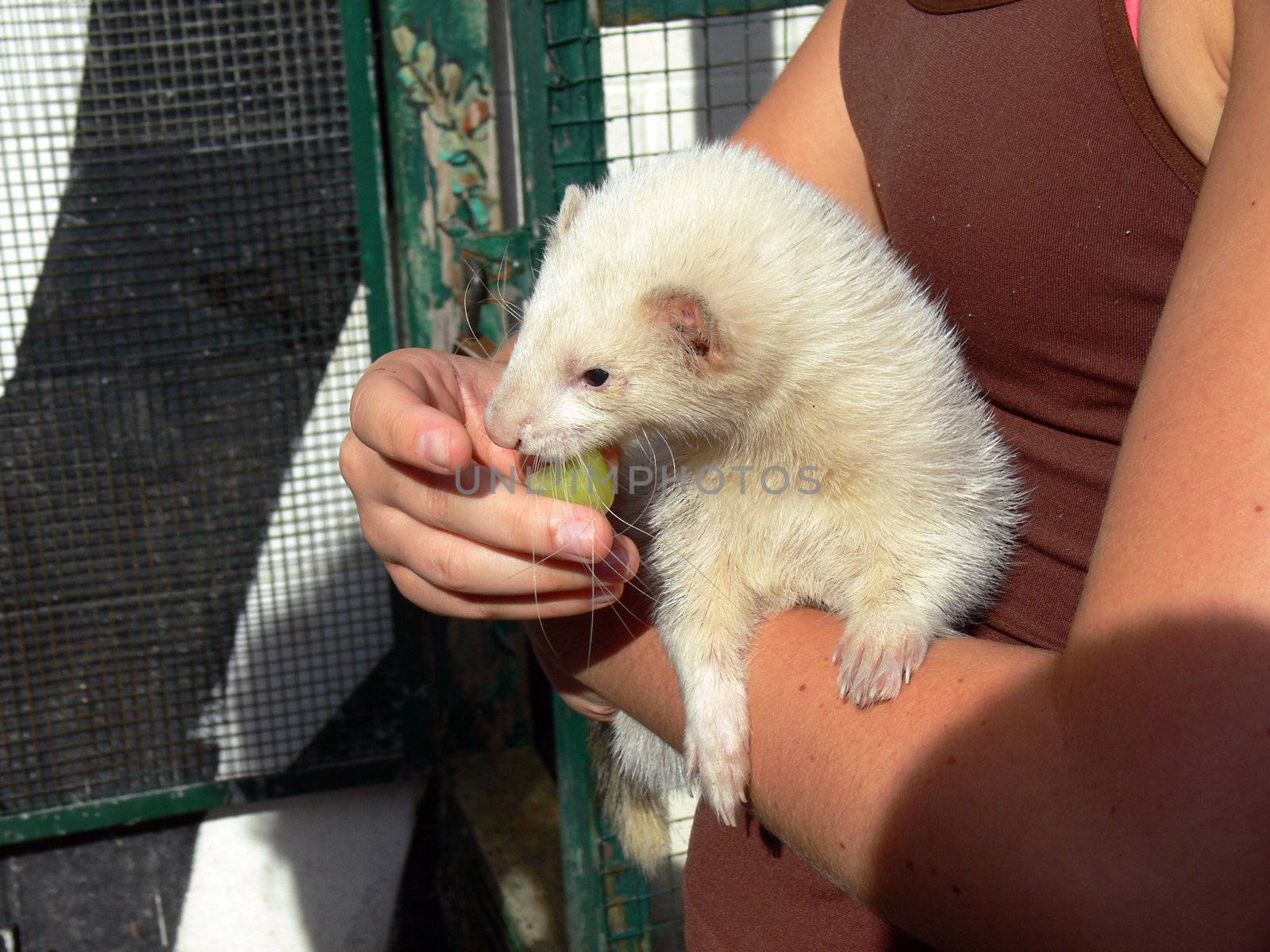 Ferret Eating Grapes In girls arms In Sun