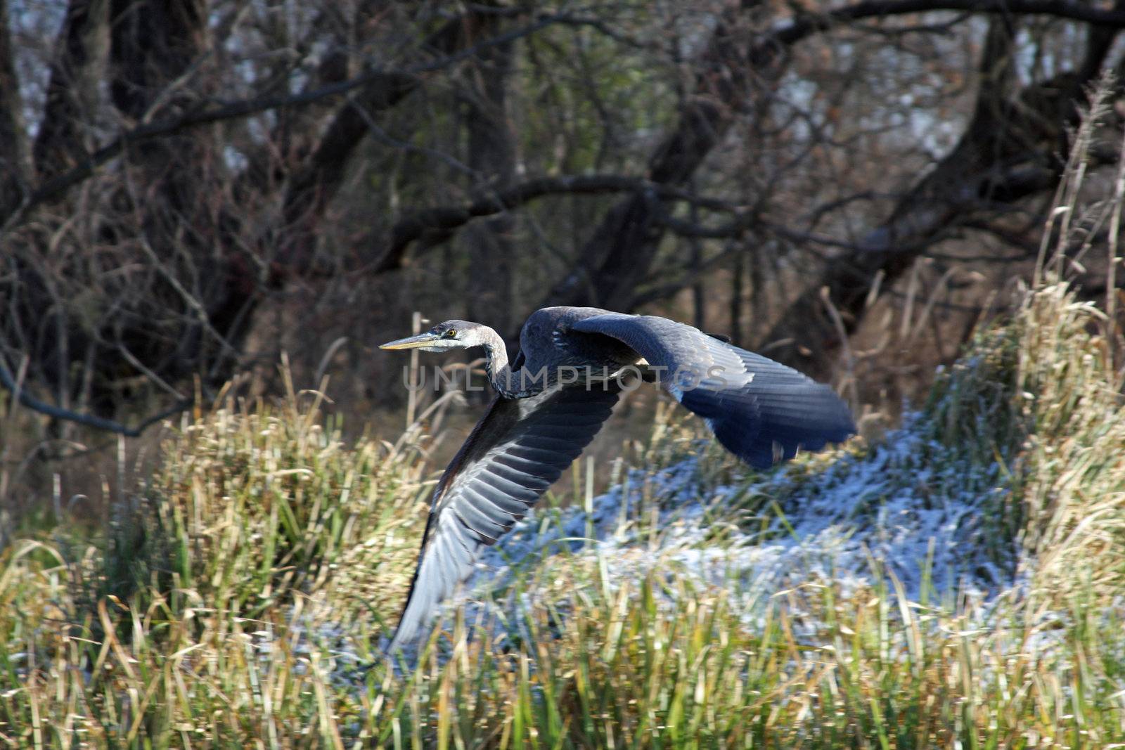 Great Blue Heron In Flight On Winter Morning