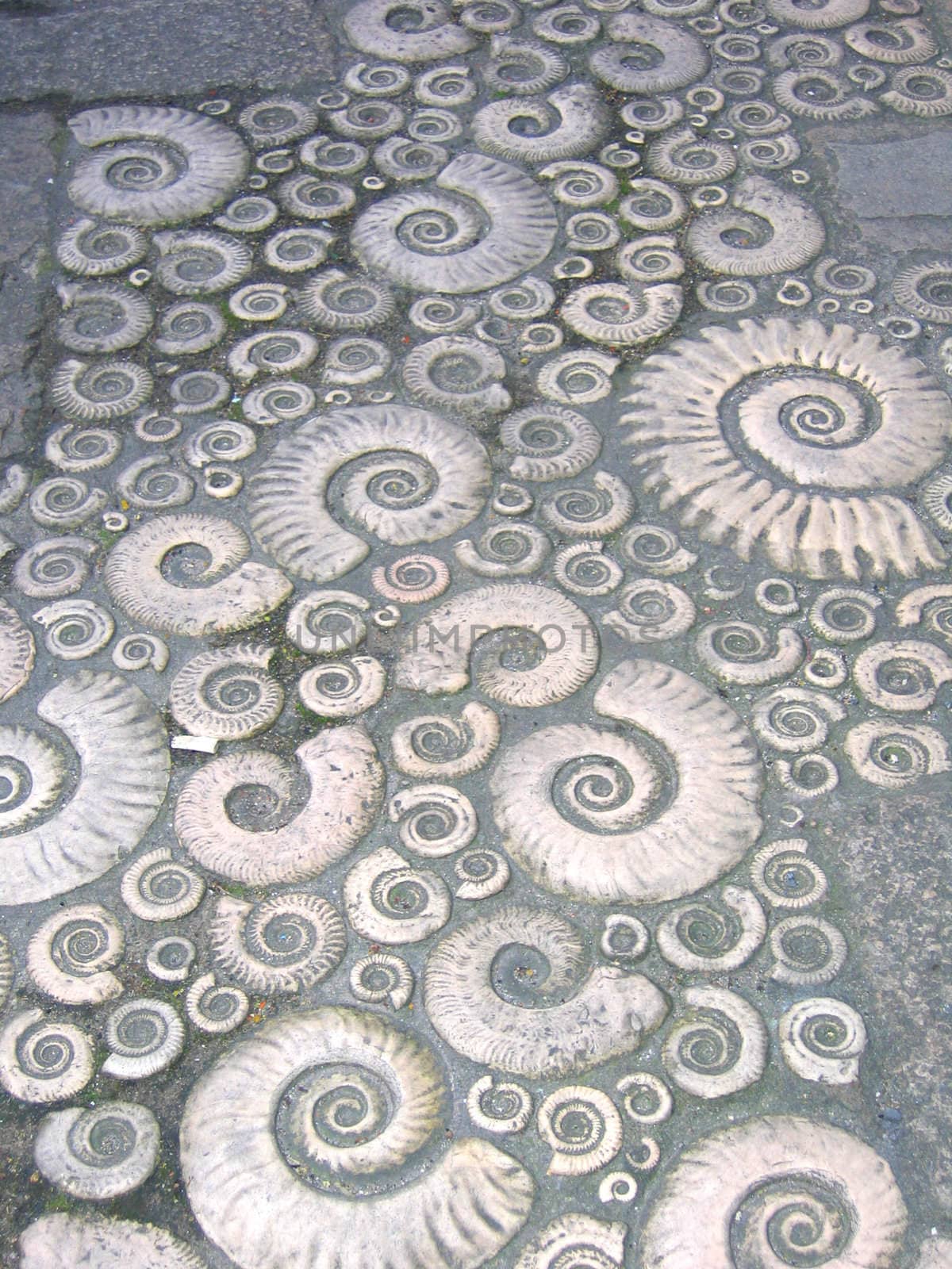 Walkway Made of Fossil Imprints