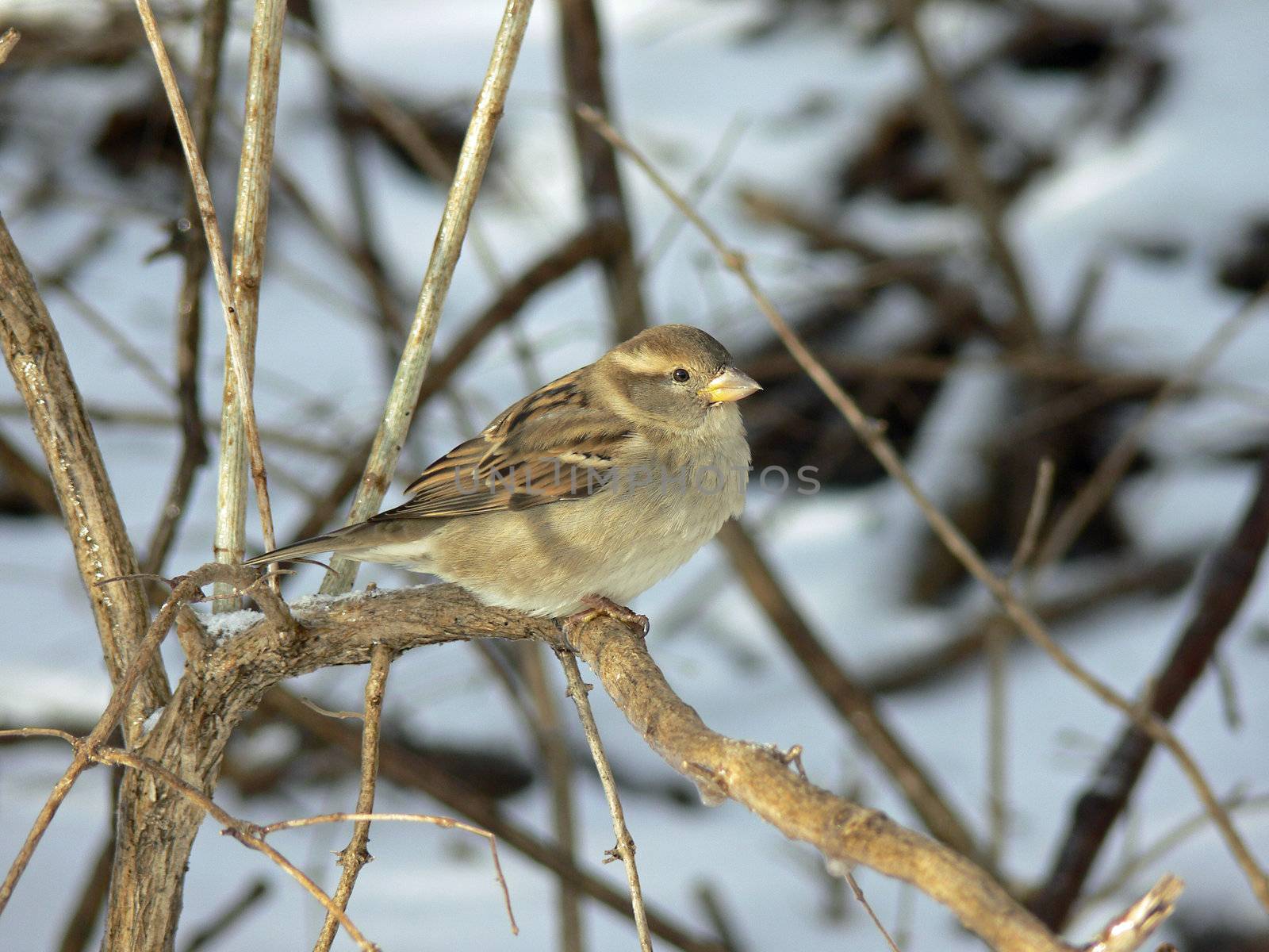 House Sparrow Female On Branch