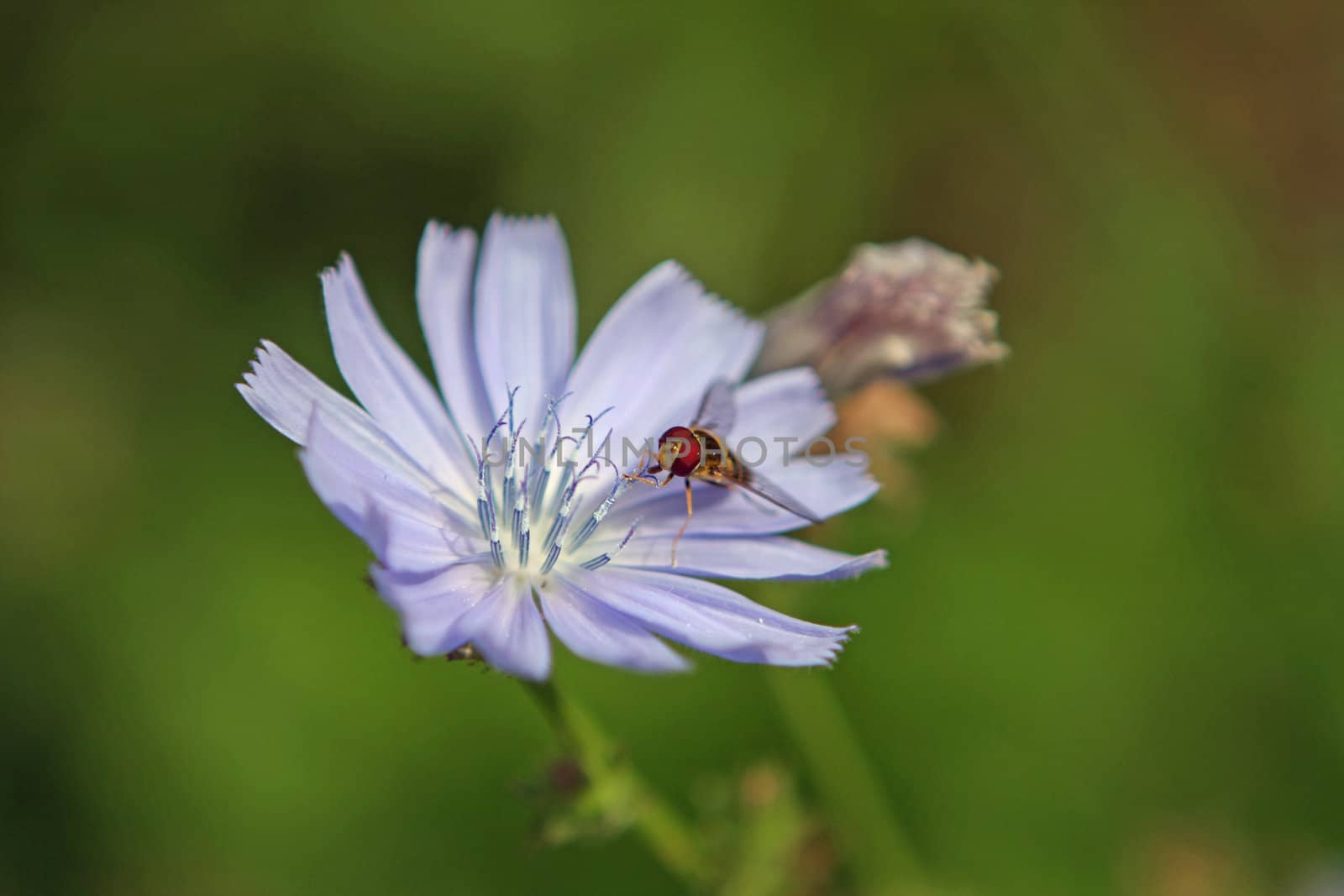 Hover Fly Feeding On Chickory