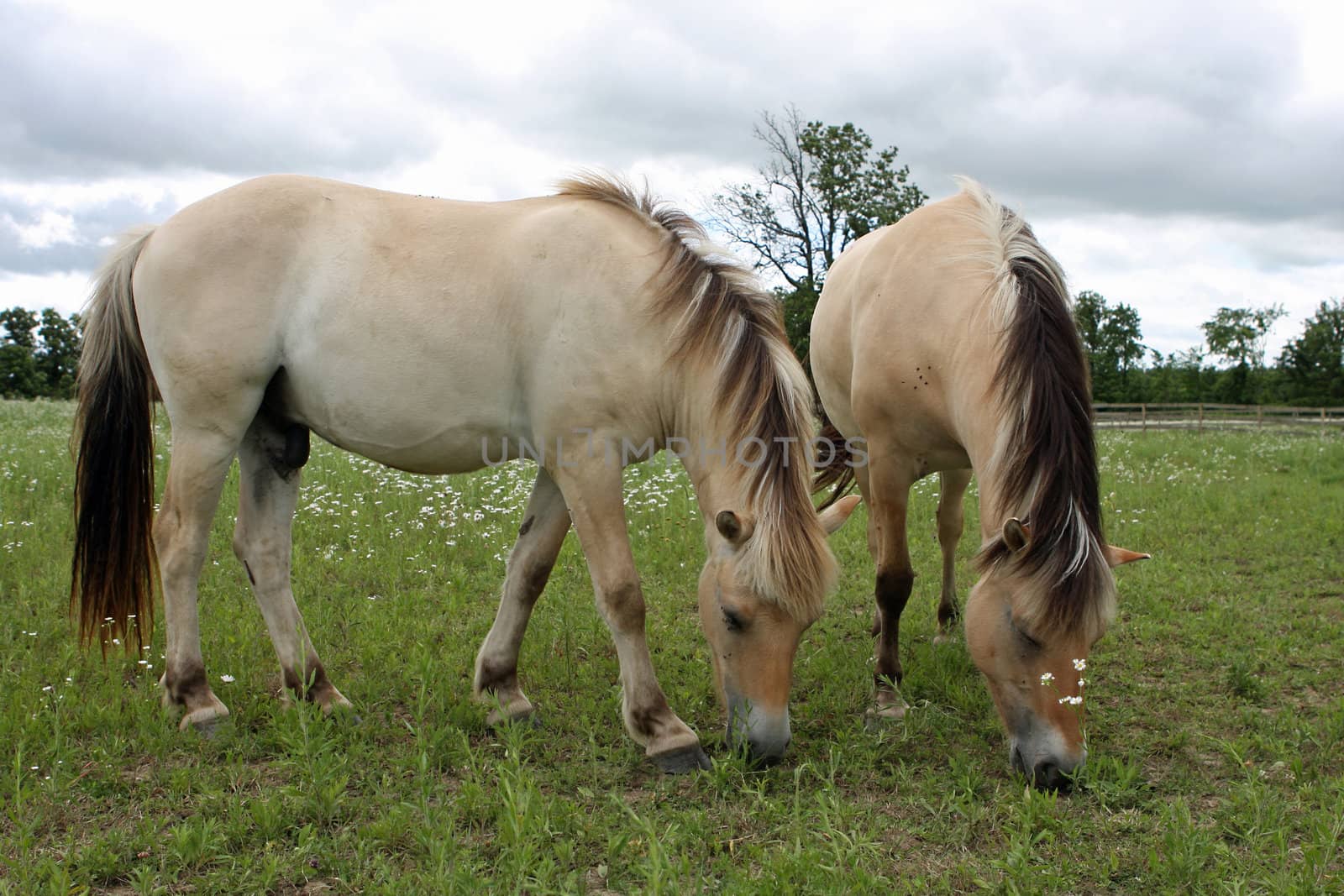 Norwegian Fjord Horse Feeding On Grass In Field