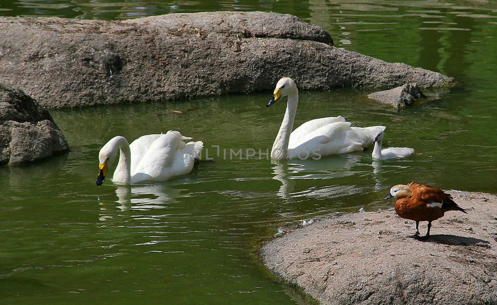 Two swans with a cygnet and a ruddy shelduck on green pond