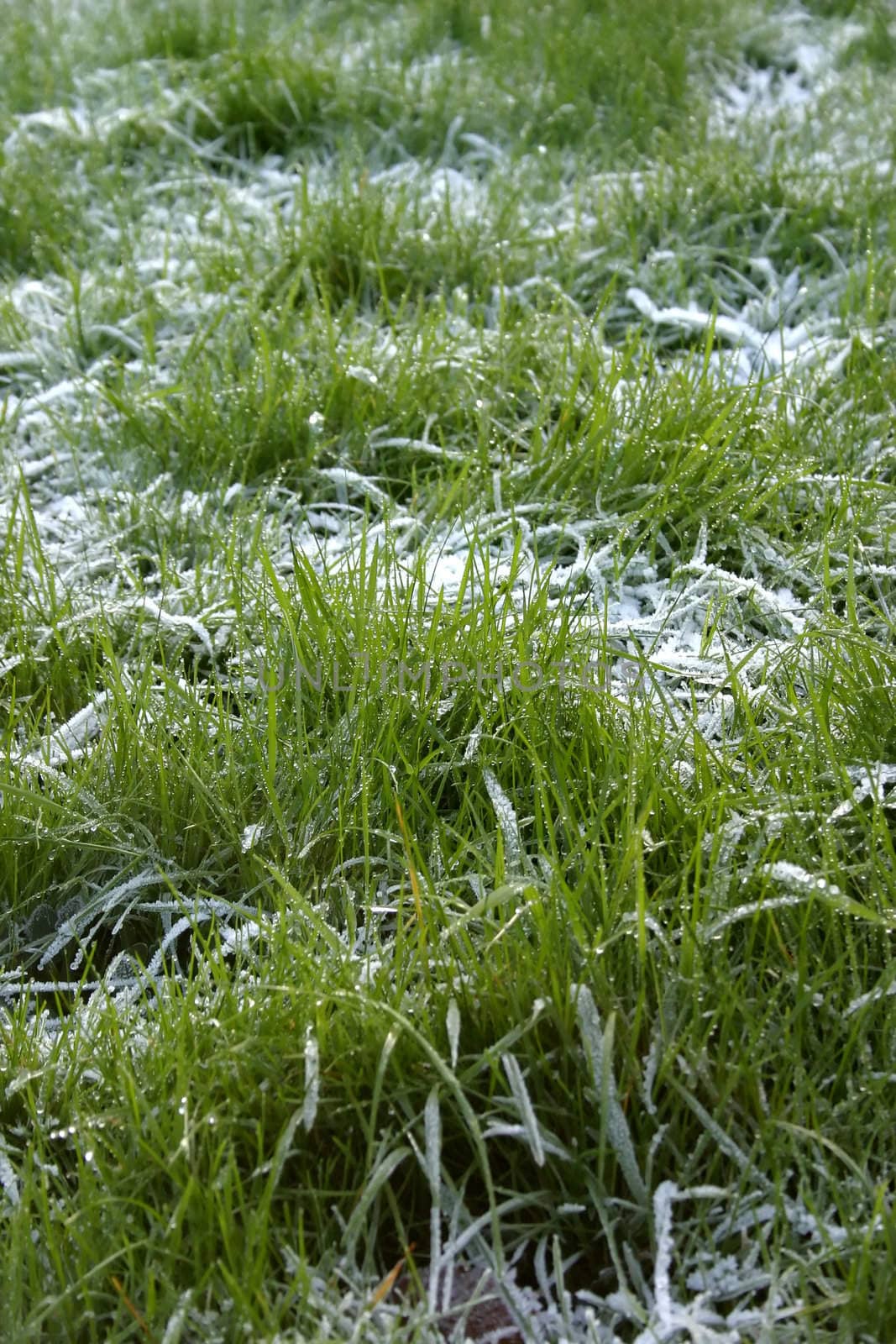 Frosty Grass by green308