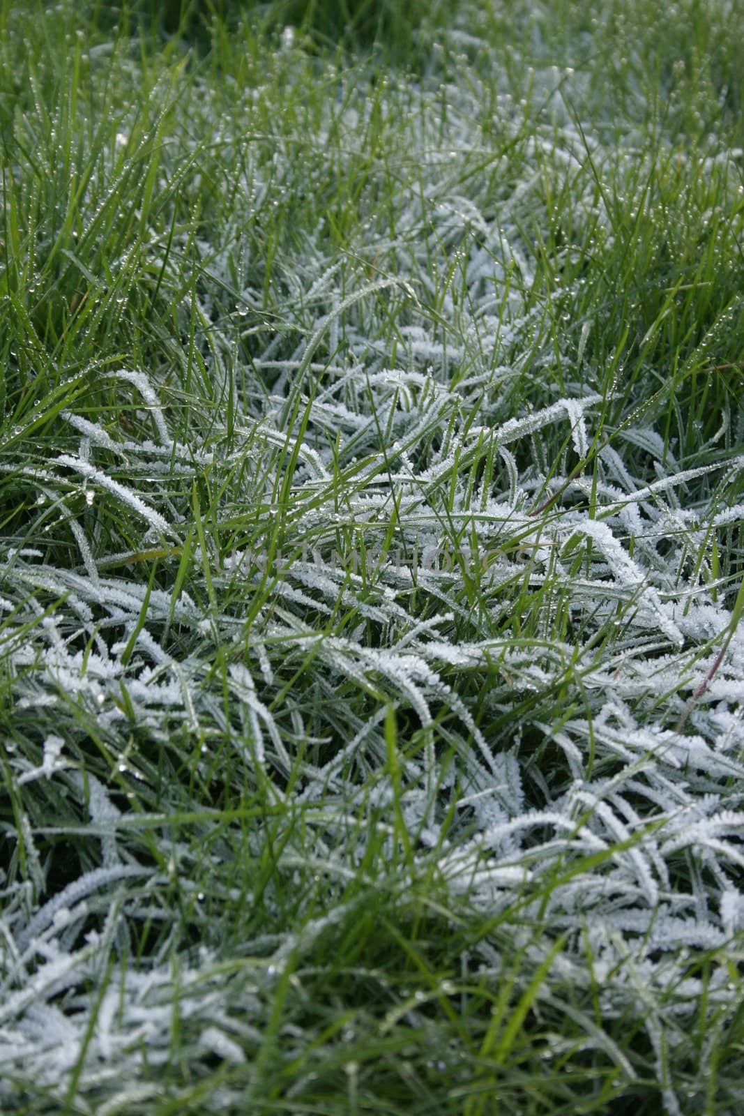 Long Frosty Grass on a November Morning in England