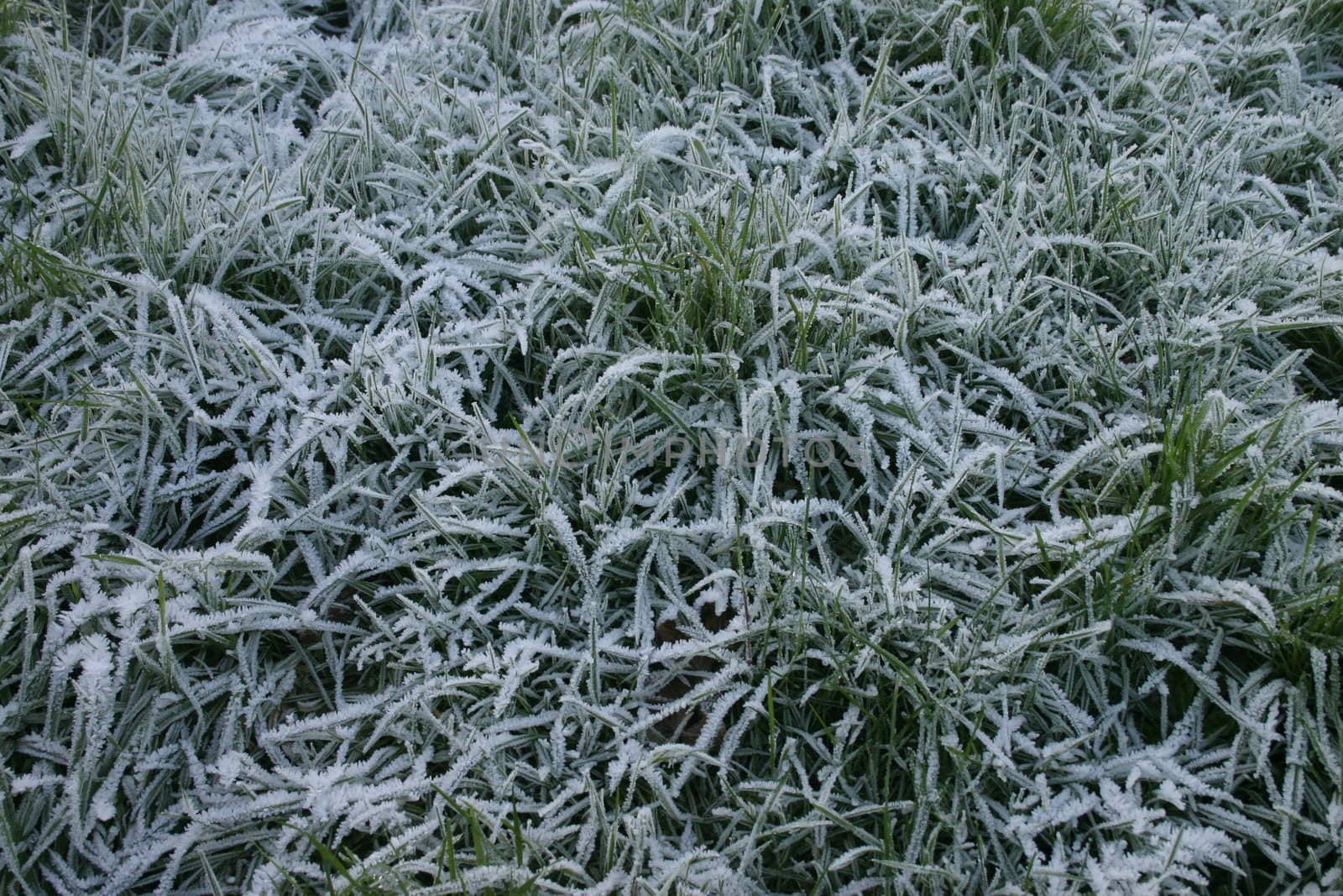 Icy Grass by green308