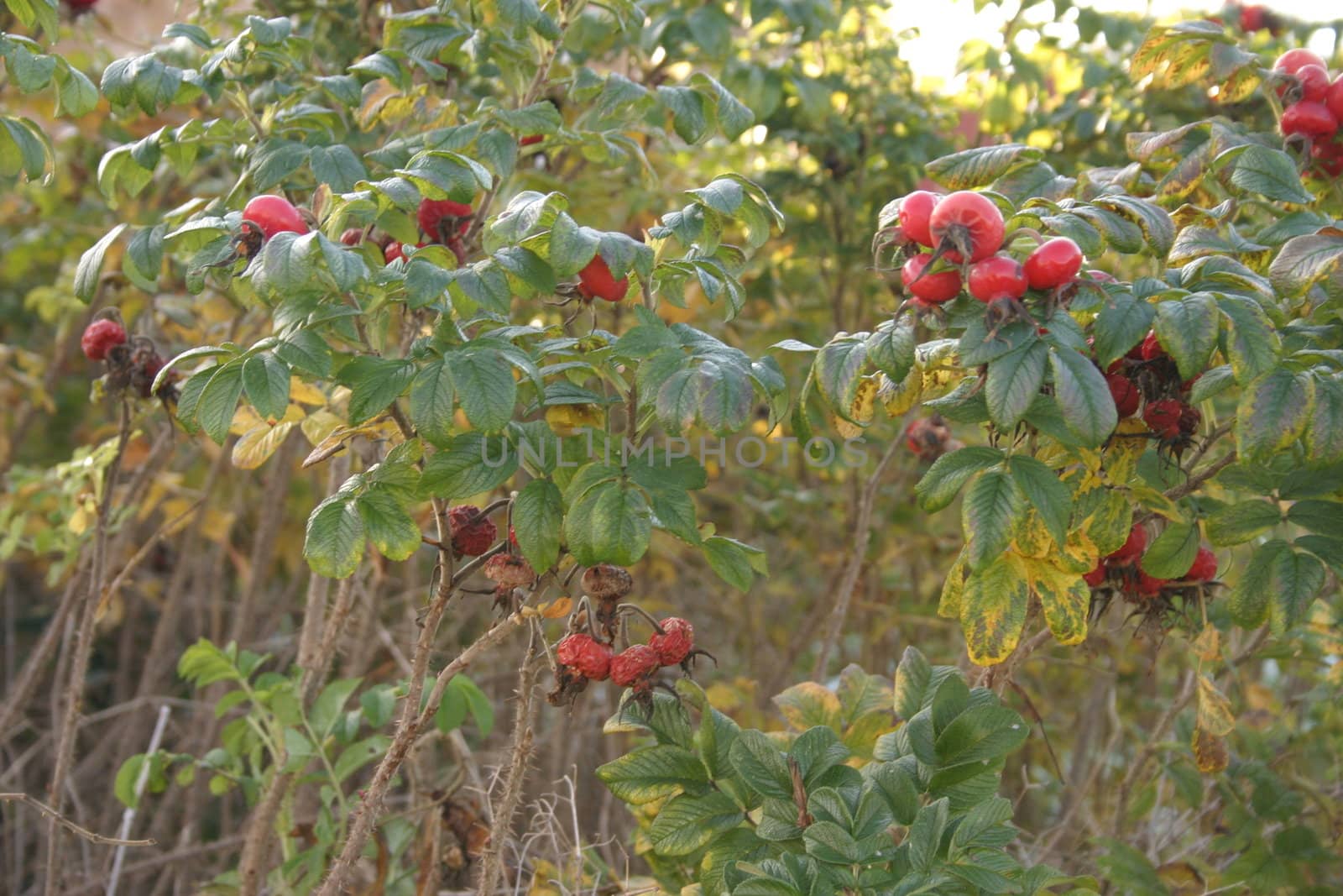 Red Berries on a Bush