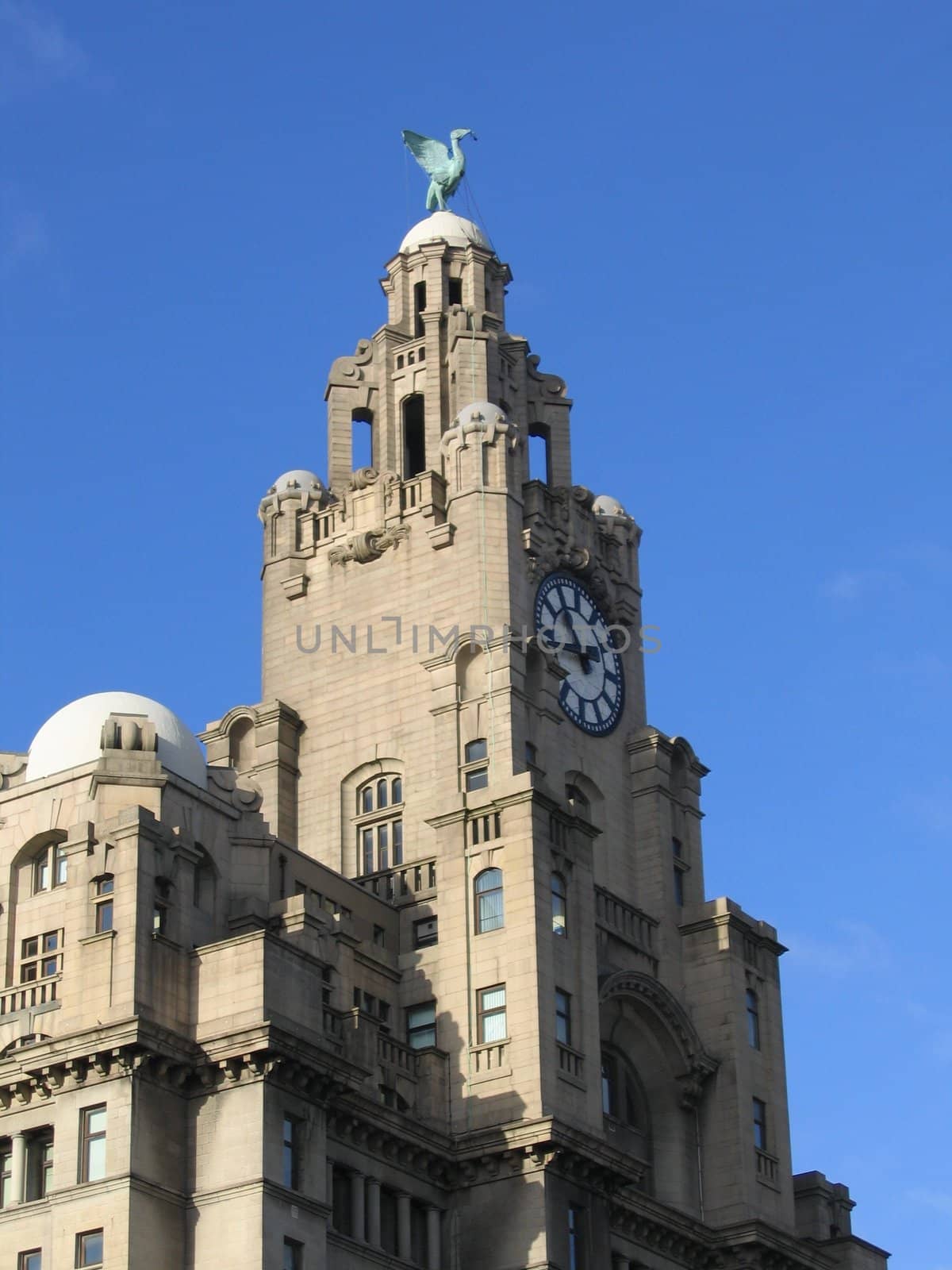 Liver Bird by green308