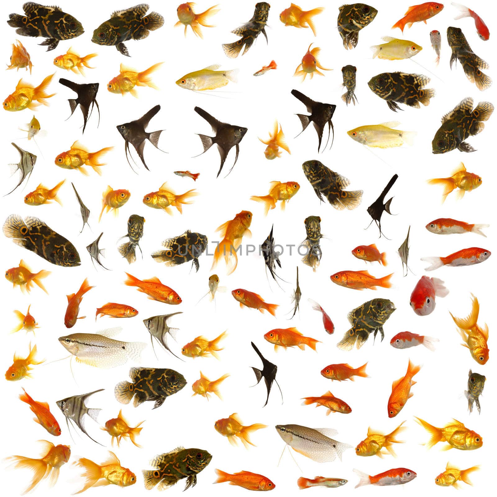 Fish collection. 5000 x 5000 pixels. by cfoto