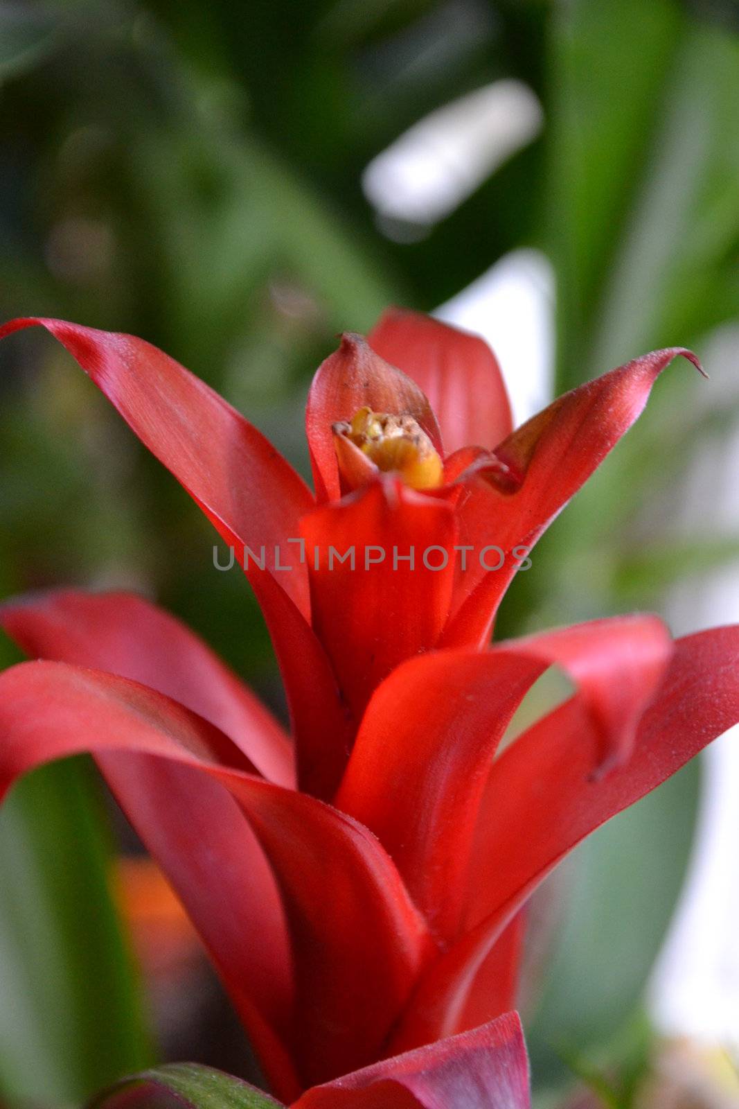 Bromelia mix is one of the most popular home plants