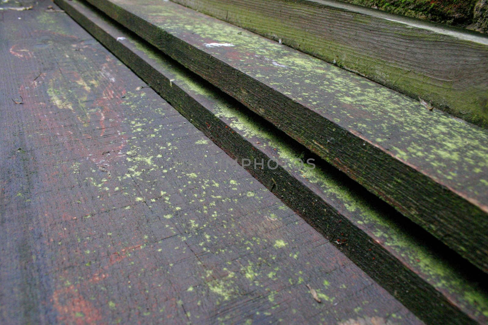 Wood Planks Covered in Green Moss