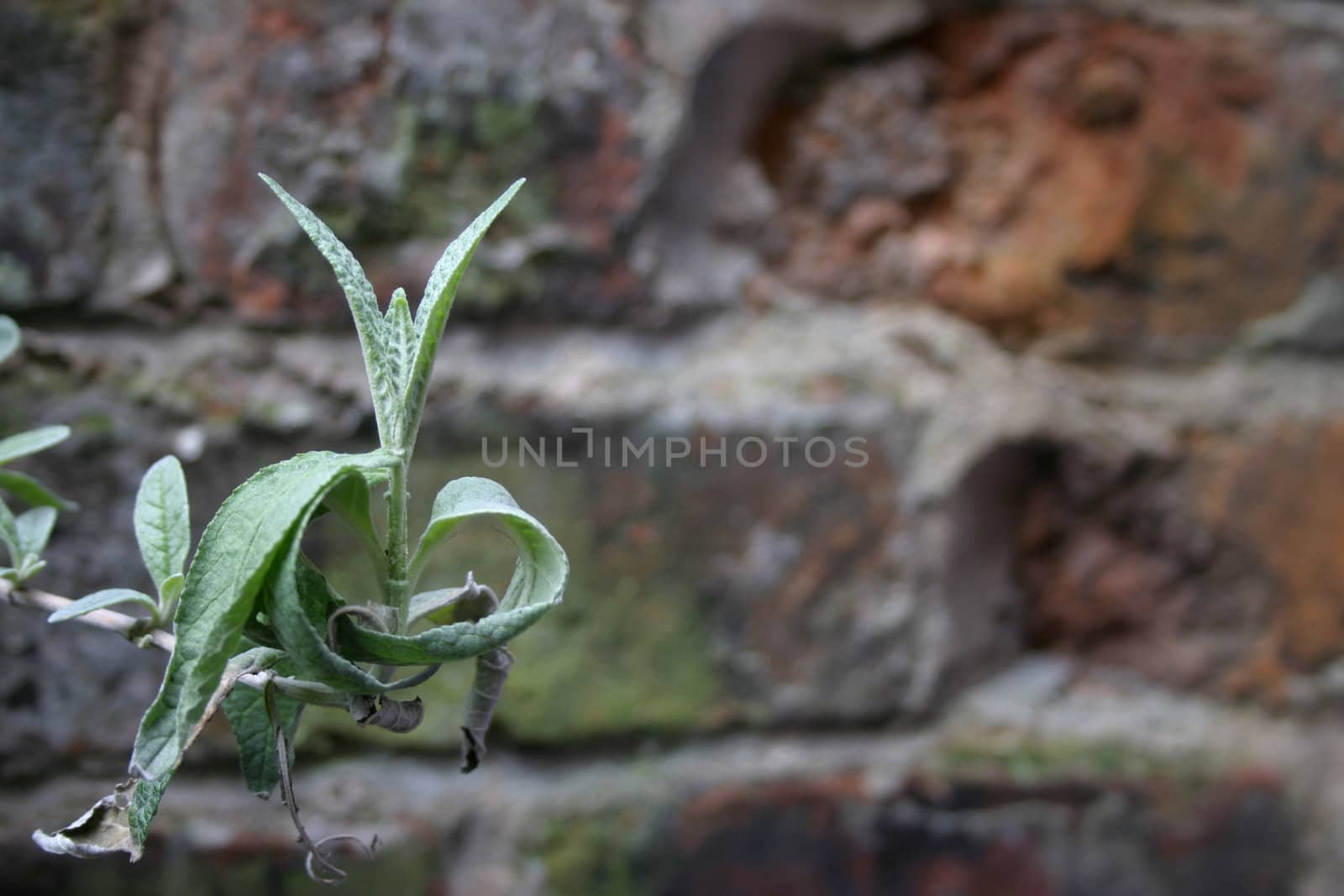 Dyig Plant Against Old Brick Wall Only Plant in Focus