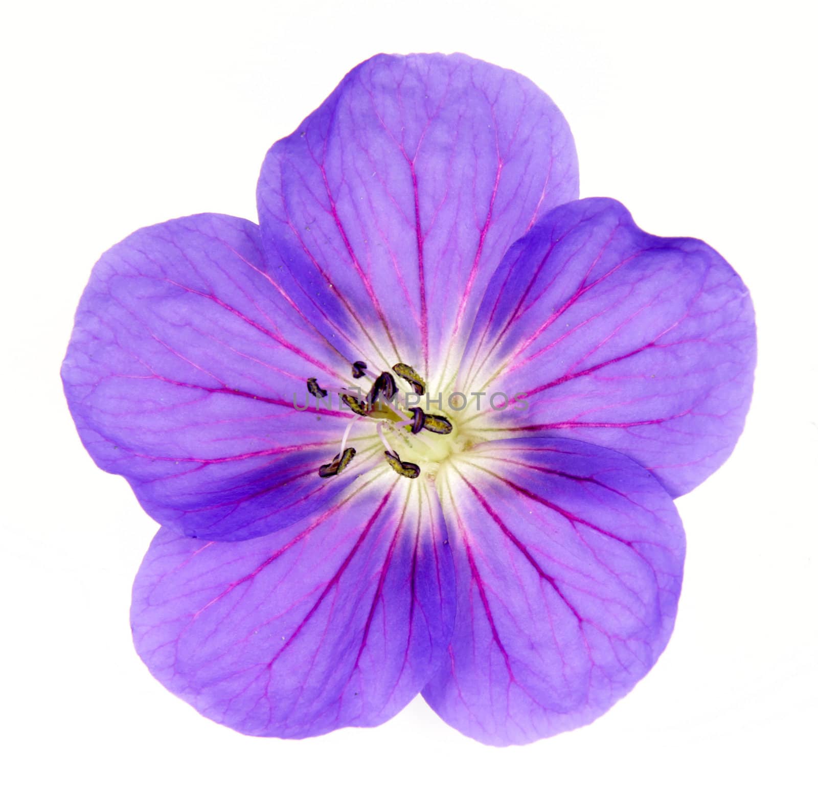 A close-up of a purple Crane's Bill flower.