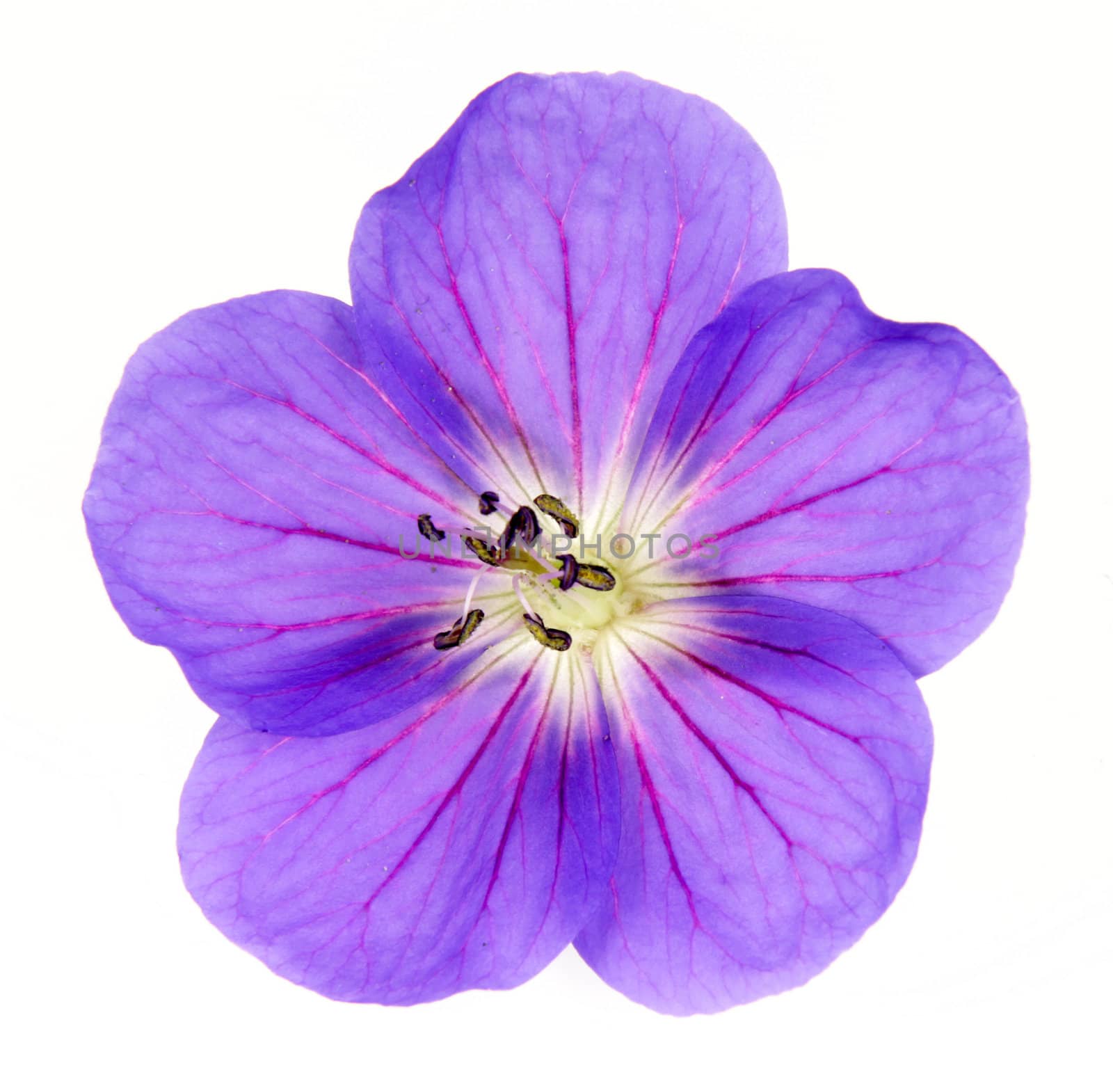 Cranesbill Close-up
 by ca2hill