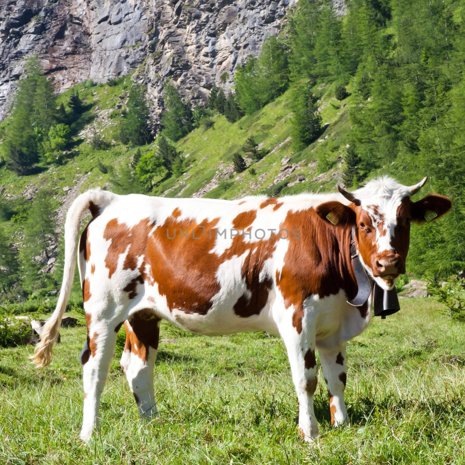 Italian cows during a sunny day close to Susa, Piedmont, Italian Alps