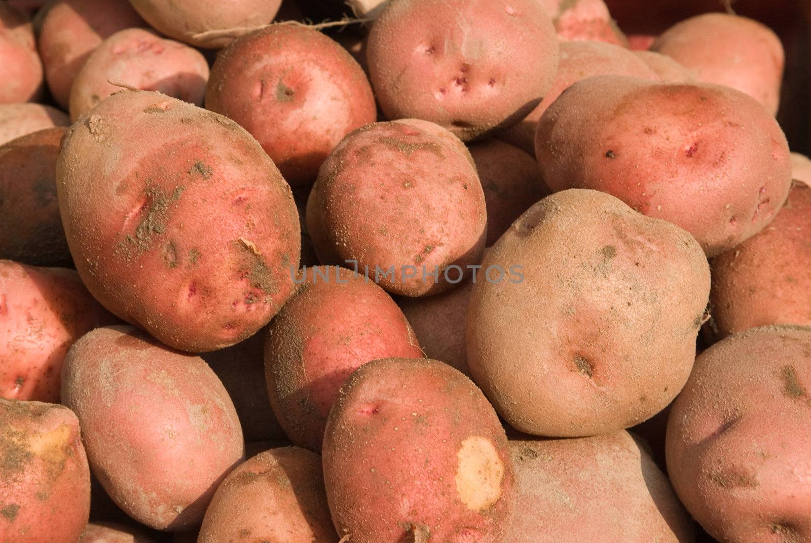 Redish potatoes background.