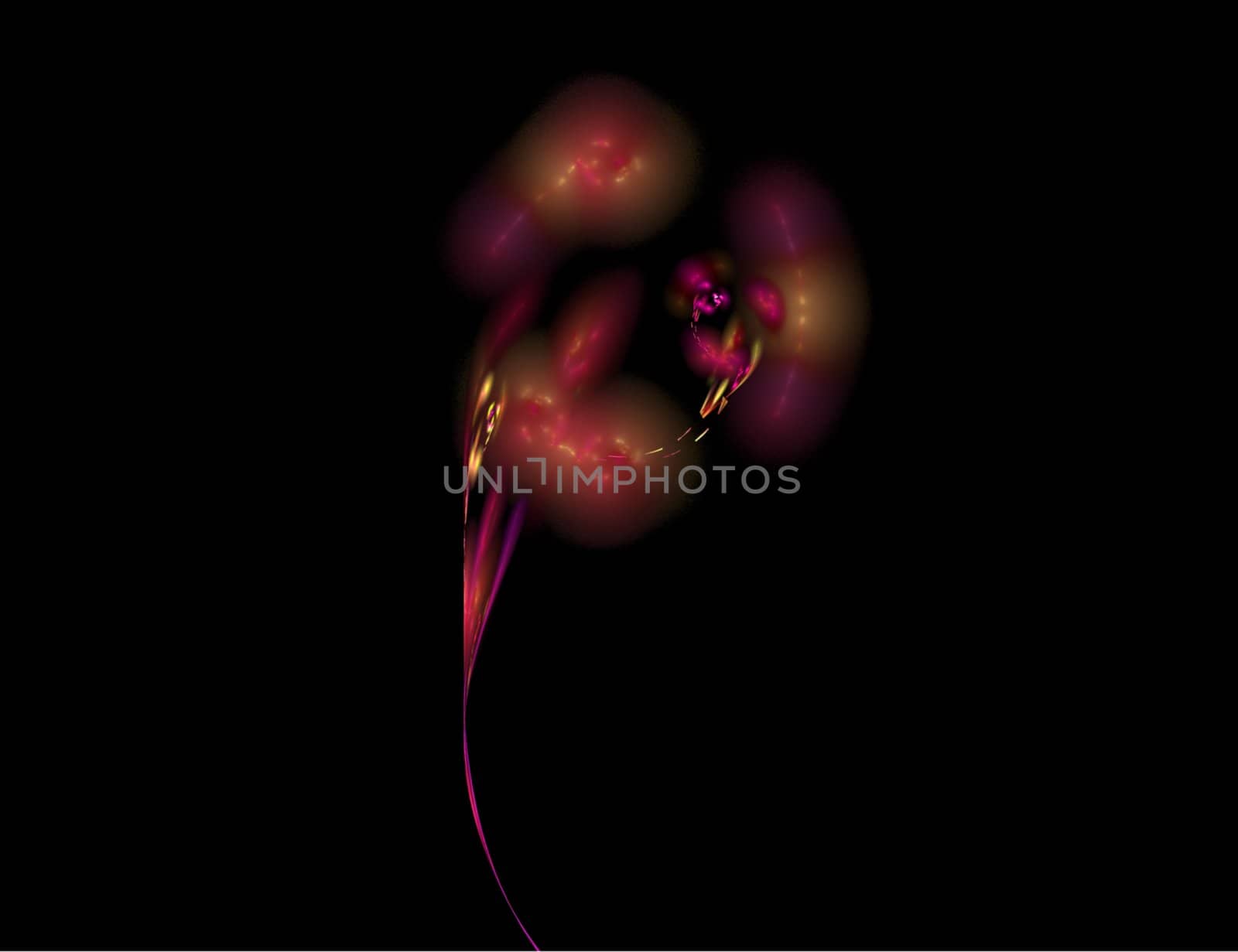 Abstract Red Rose on Black Background