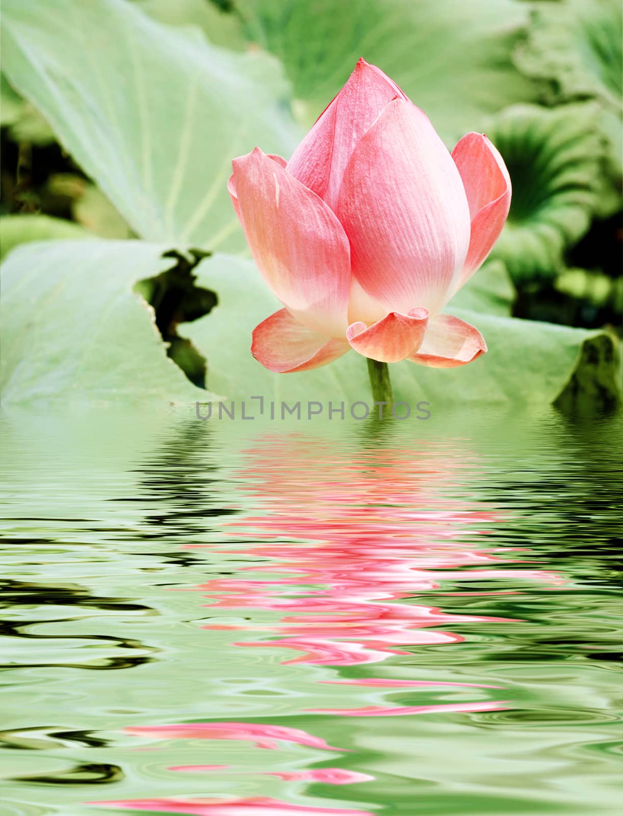 reflection of beautiful pink lotus 
