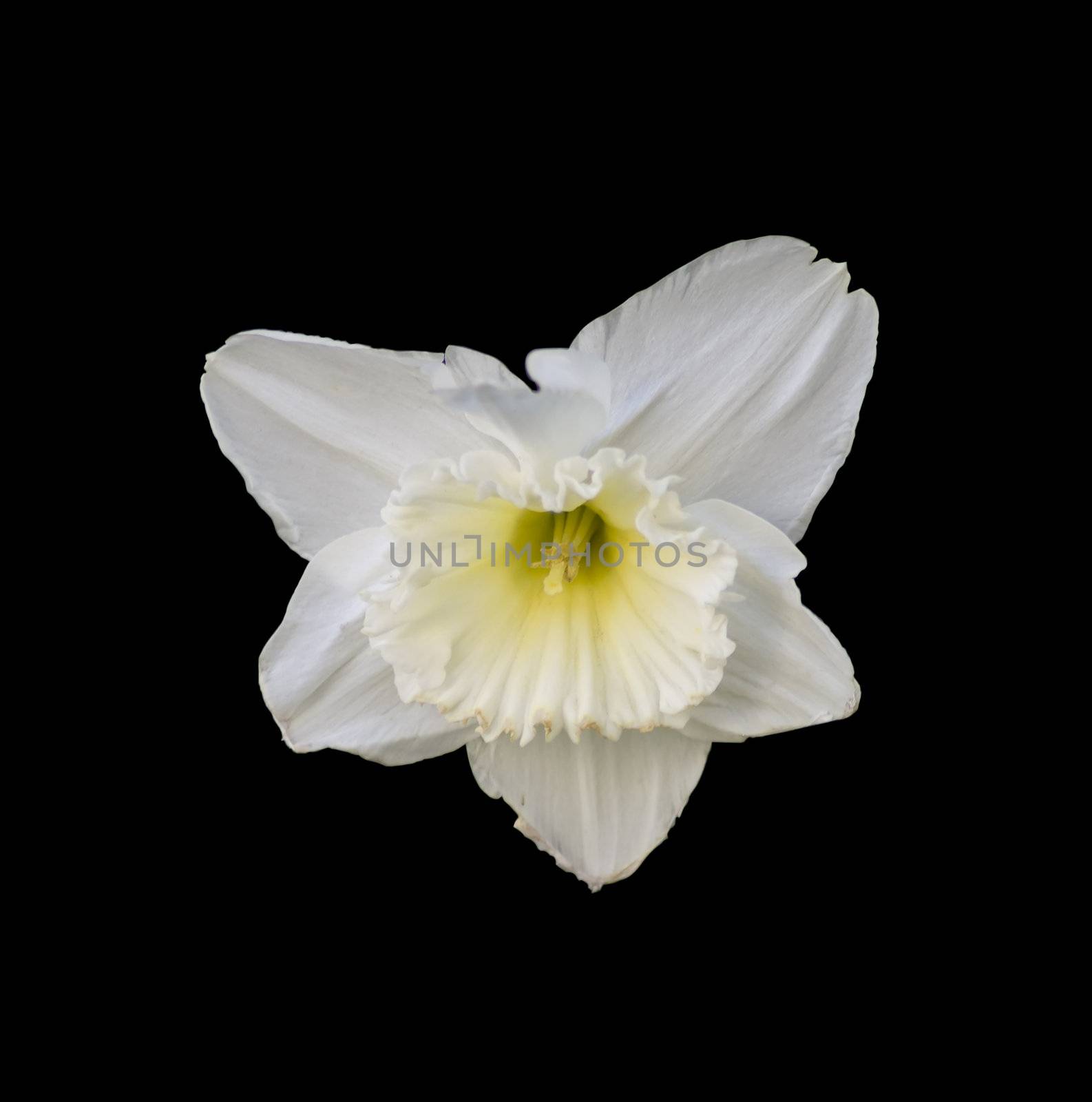 Closeup of a flower in black background