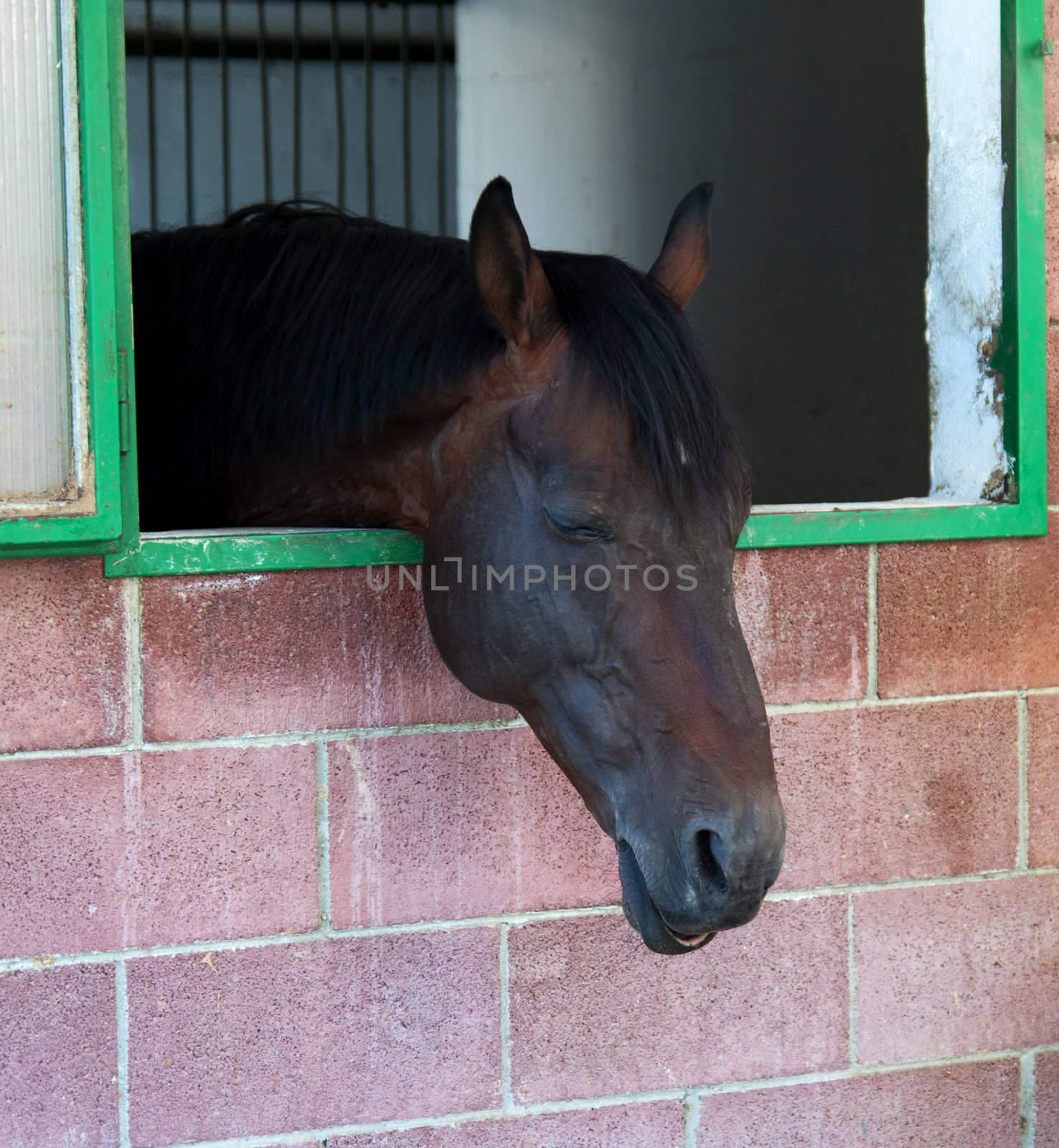 Portrait of a dark sleeping horse in a box
