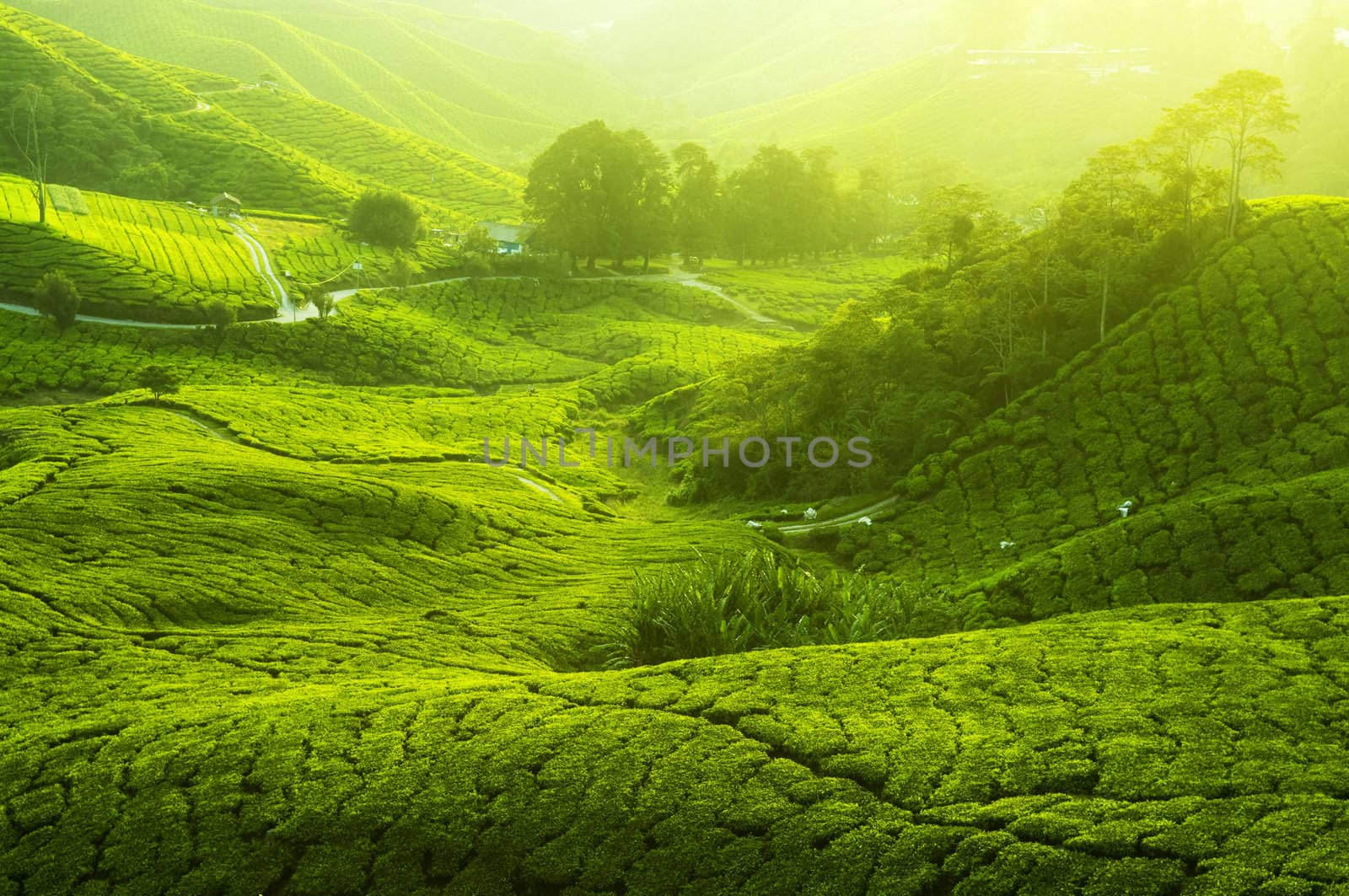 Tea Plantations at Cameron Highlands Malaysia. Sunrise in early morning with fog.