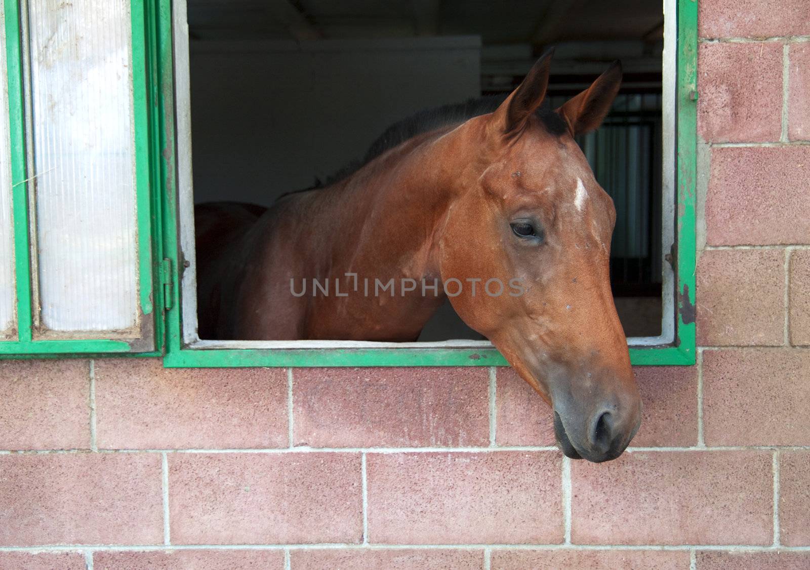 Portrait of a brown horse in a box
