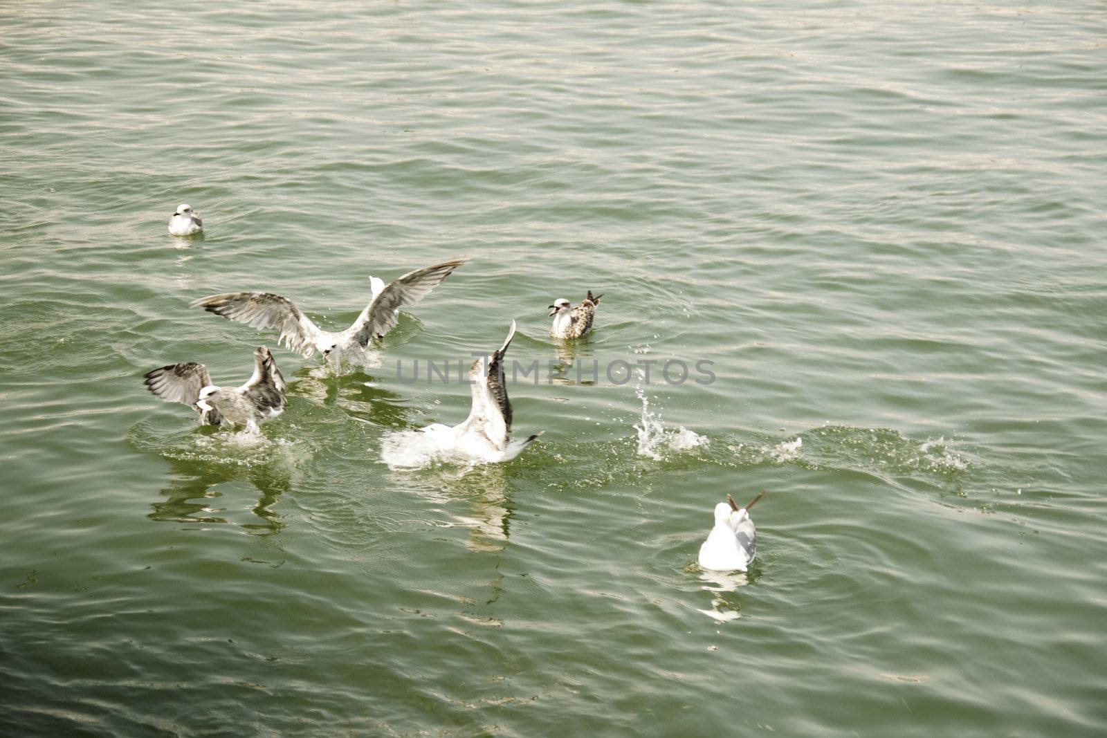 A group of seagulls battling for food