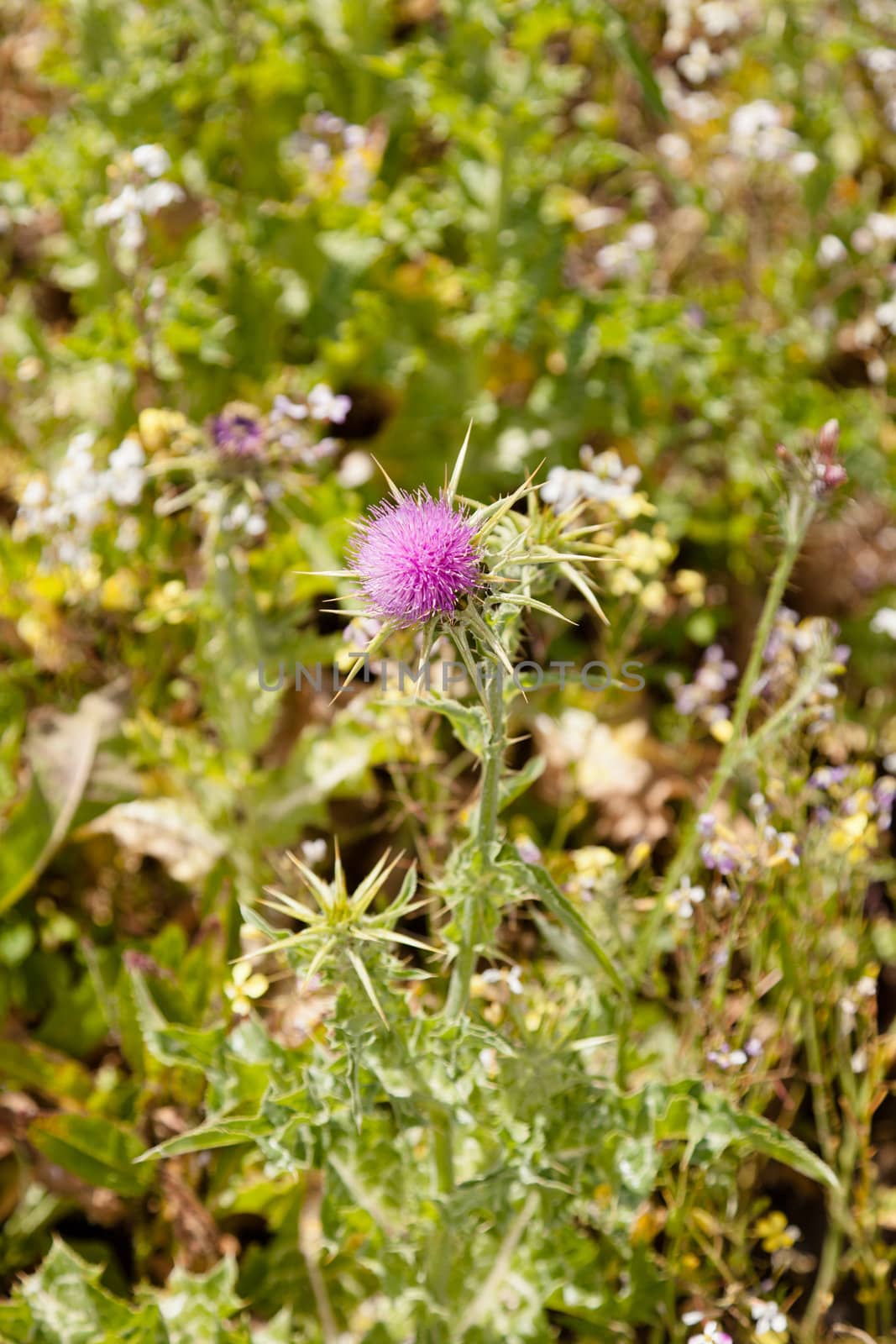 Cirsium occidentale, with the common name Cobwebby thistle, is a species of thistle native throughout California deserts, mountains, and valleys