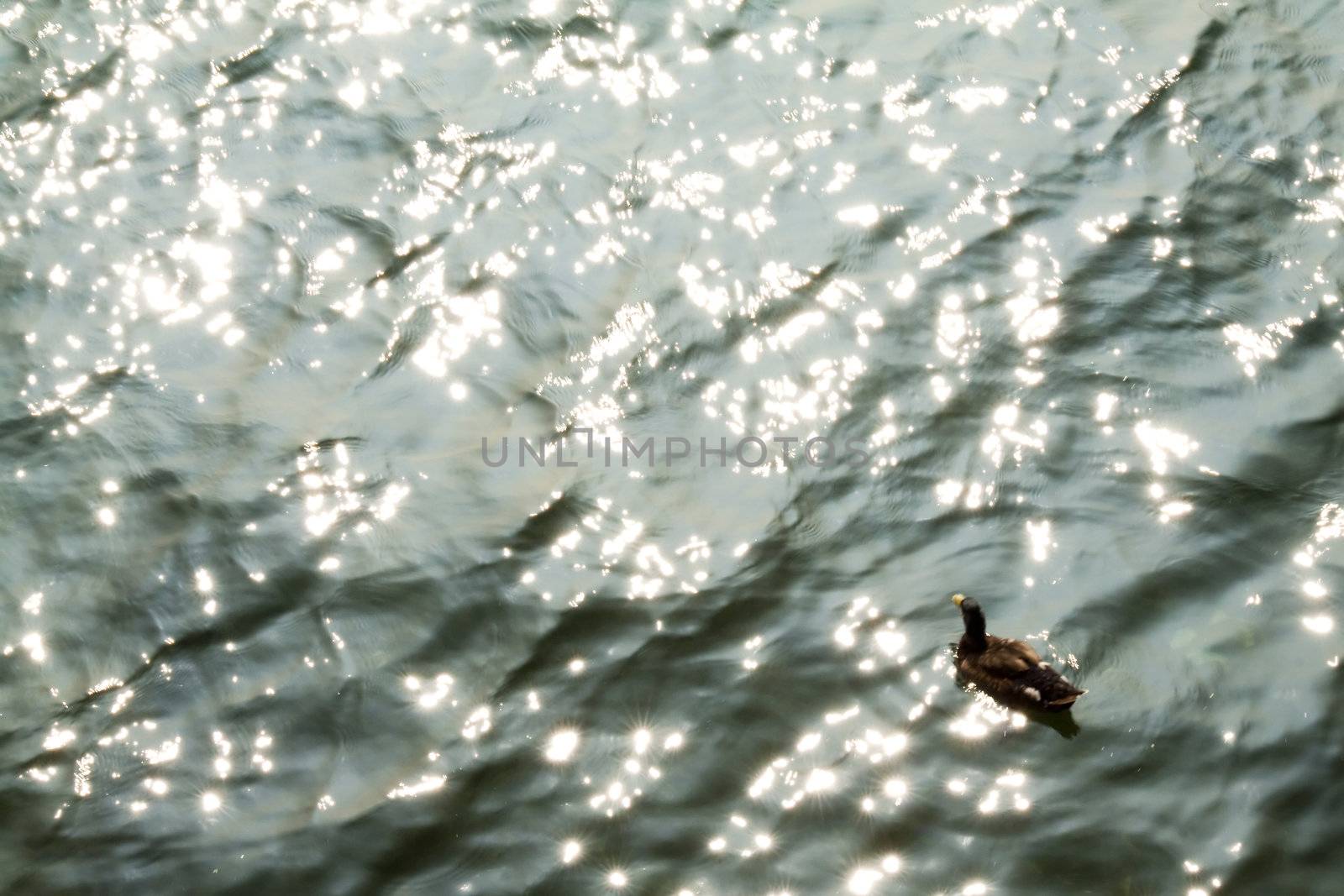Lone duck sailing in water reflecting sunlight