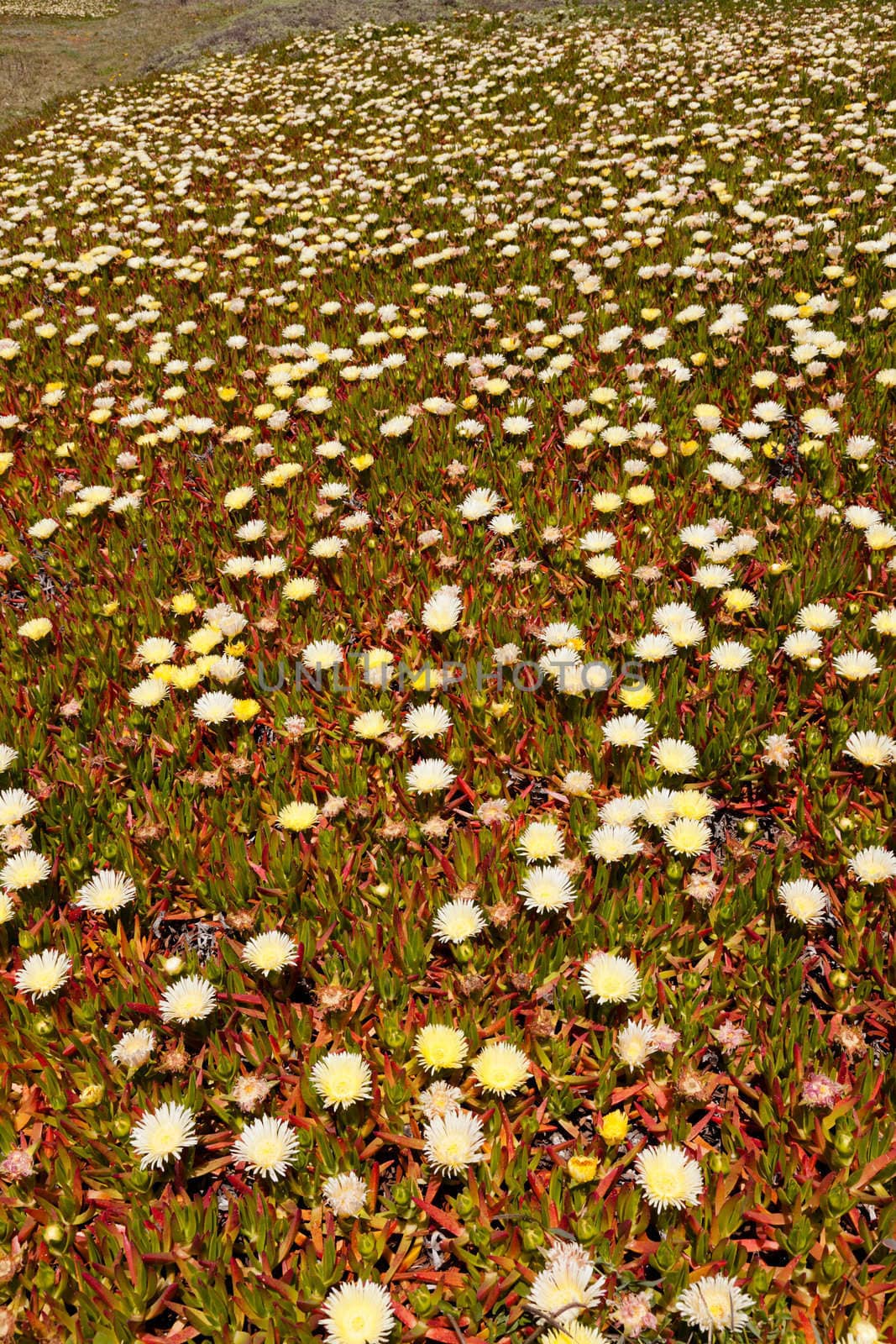 Carpobrotus edulis is a creeping, mat-forming succulent species and member of the Stone Plant family Aizoaceae, one of about 30 species in the genus Carpobrotus.