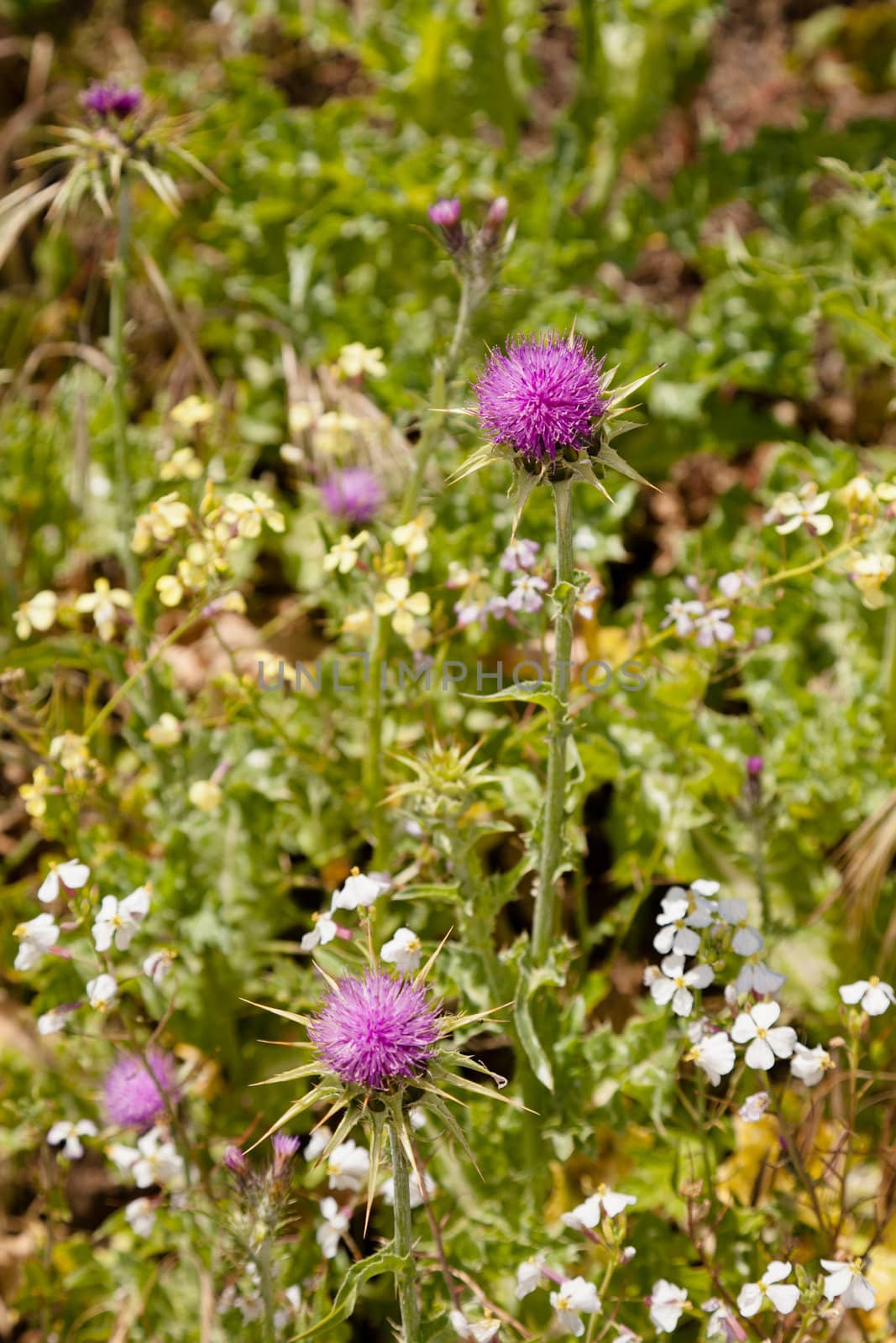 Cirsium occidentale, with the common name Cobwebby thistle, is a species of thistle native throughout California deserts, mountains, and valleys