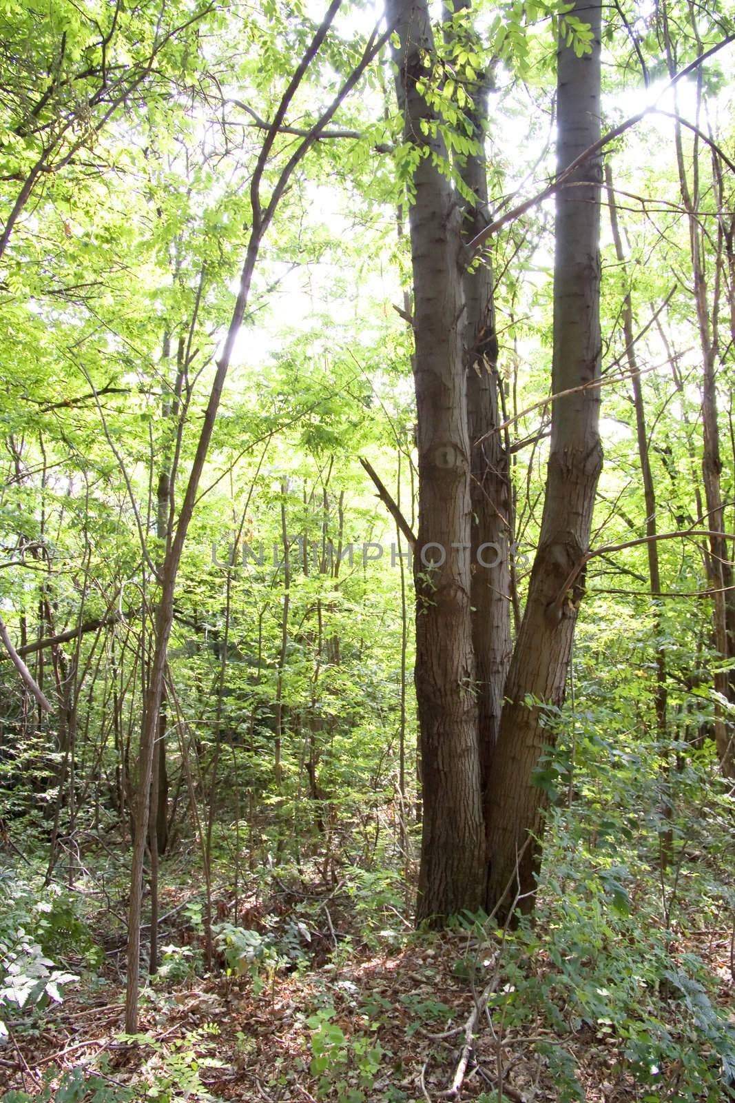 View of a green wood with a tree in foreground